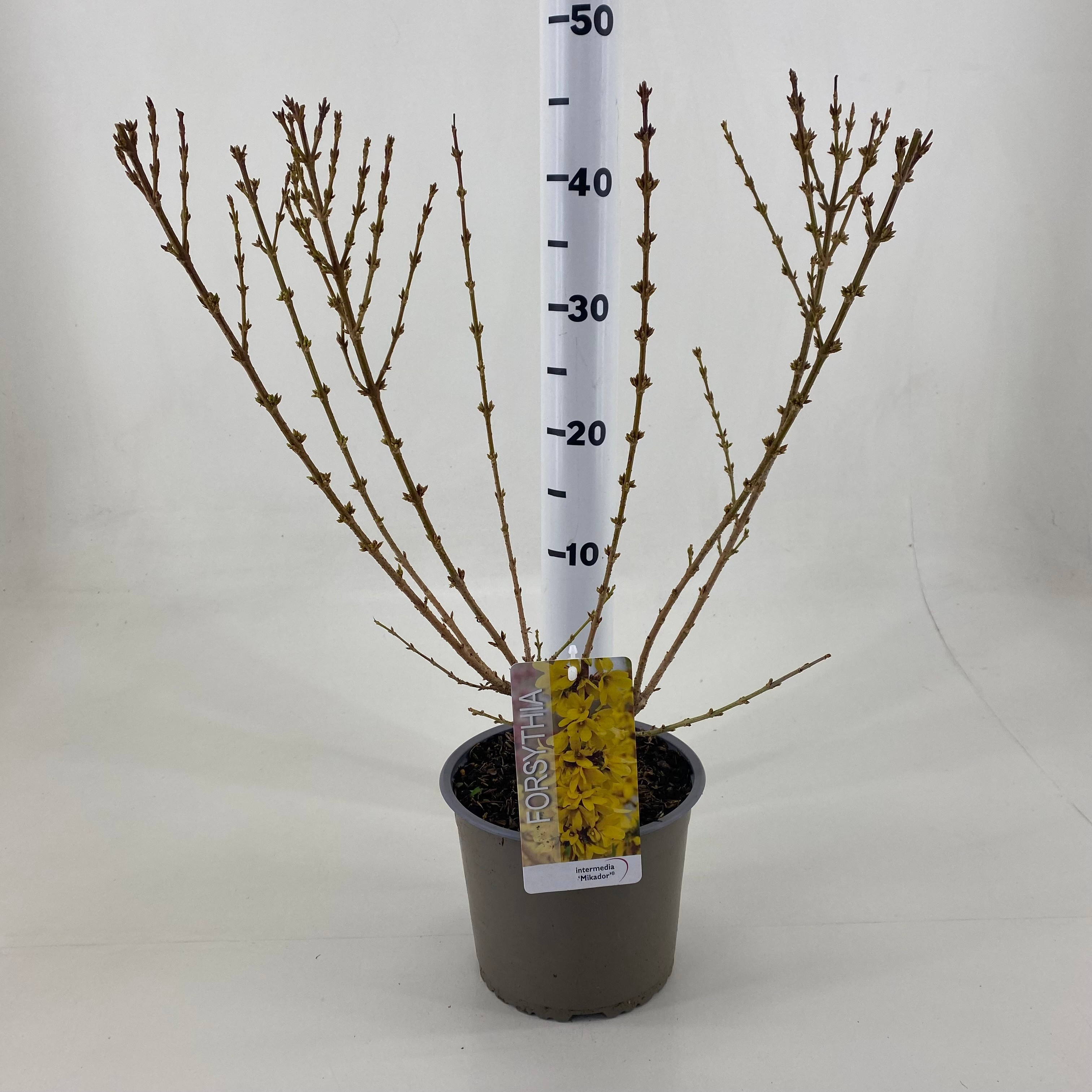 Picture of Forsythia intermedia Mikador P19 (3 Ltr)