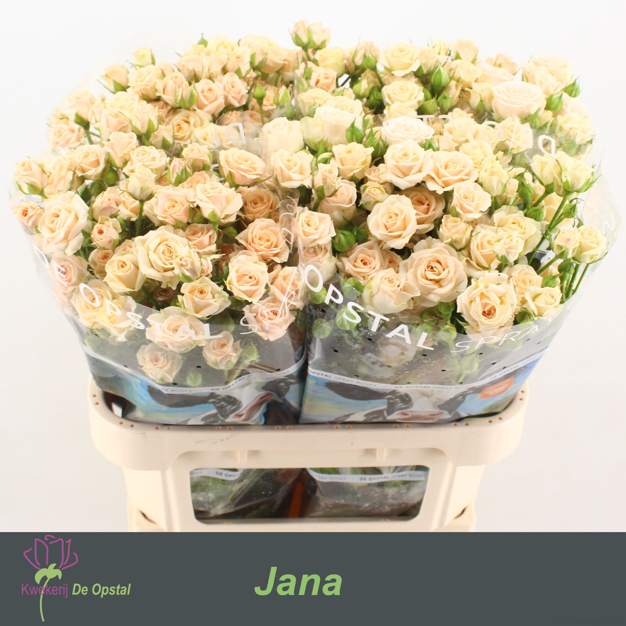 Rosa Spr Jana 80cm