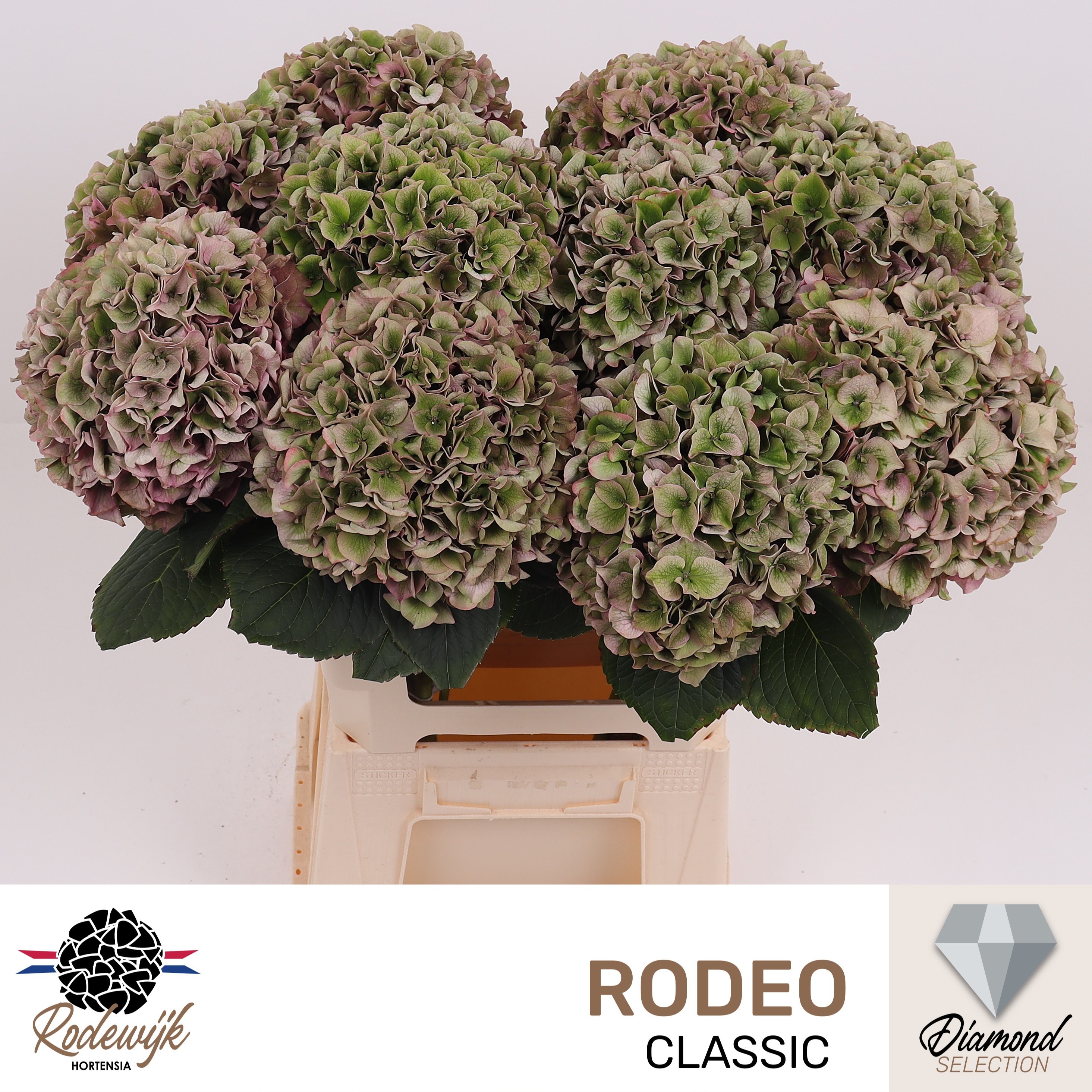 Hydrangea Rodeo Classic Pink 60cm 20Ø