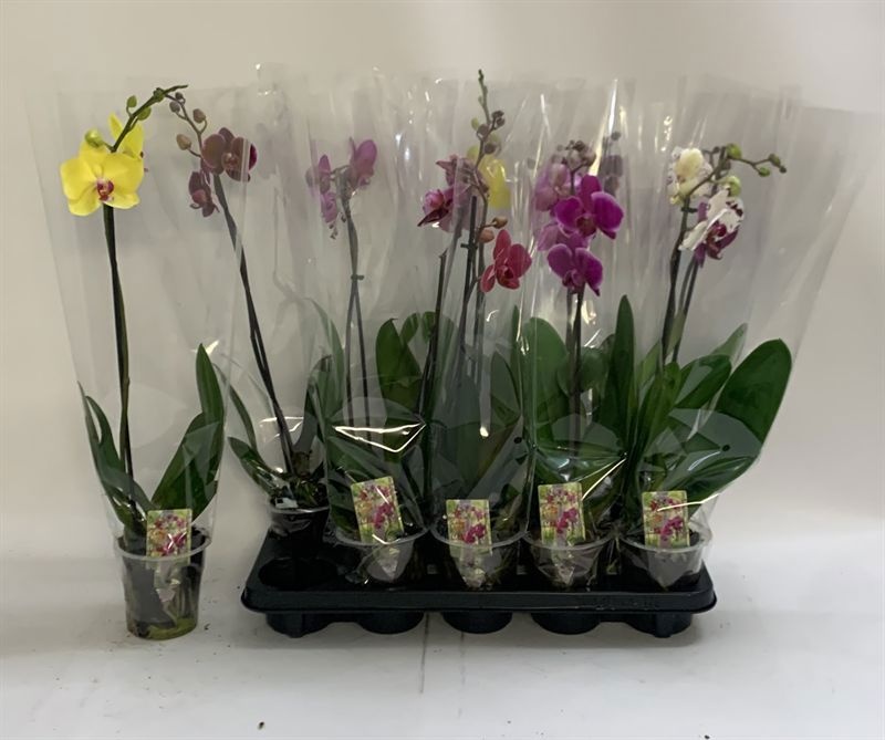 Phal Gem 12P 60H 1TAK 6bloem 12bloei