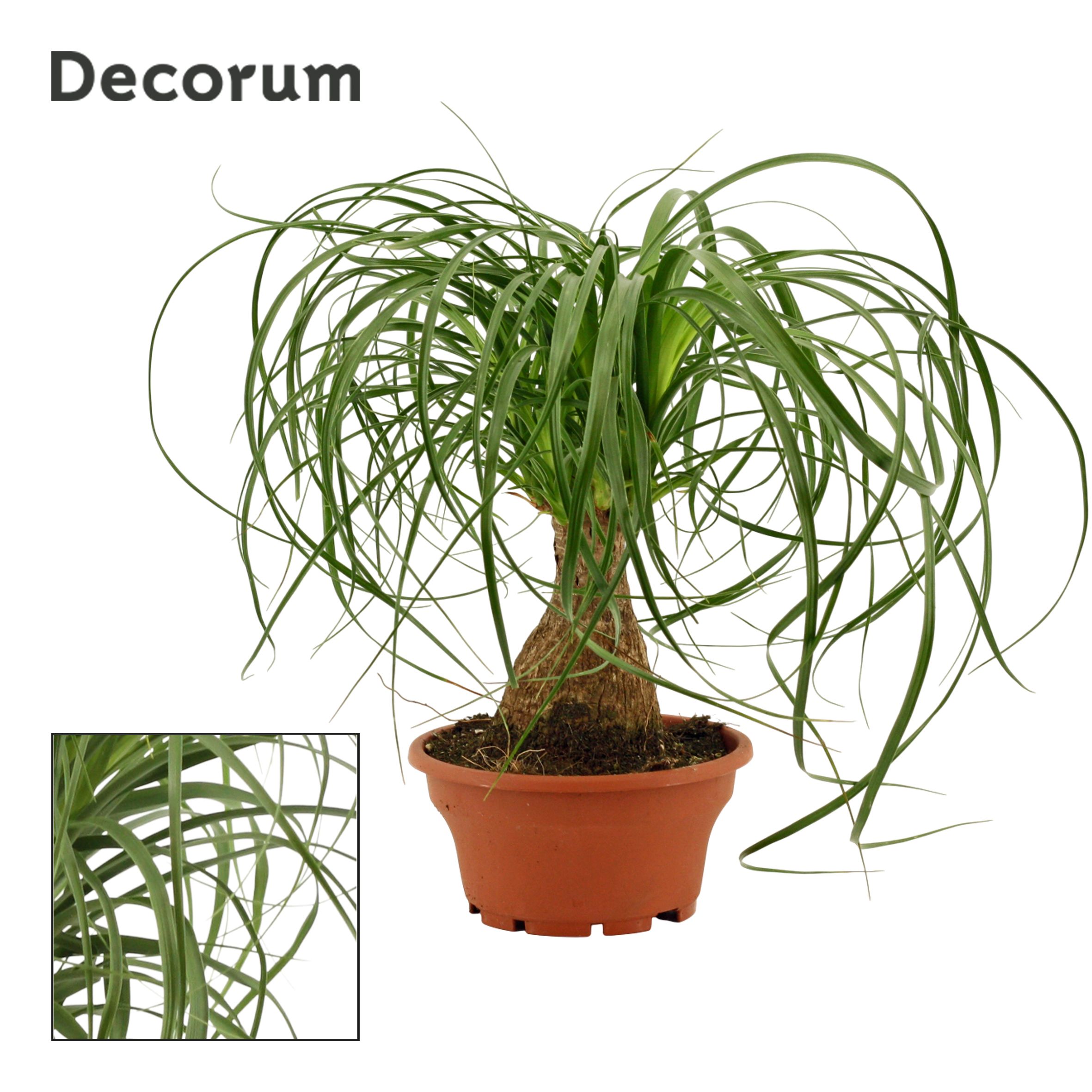 Beaucarnea Recht schaal (Decorum)