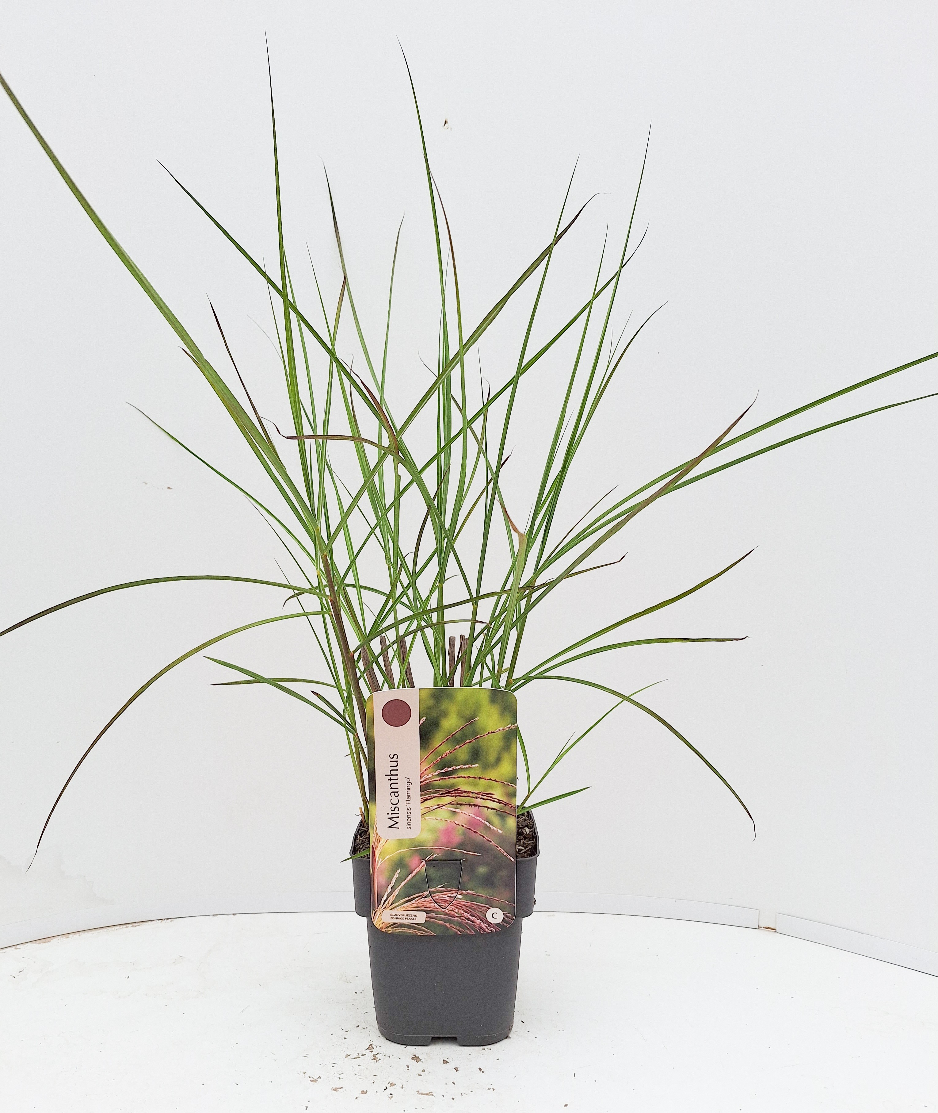 Miscanthus sinensis 'Flamingo'