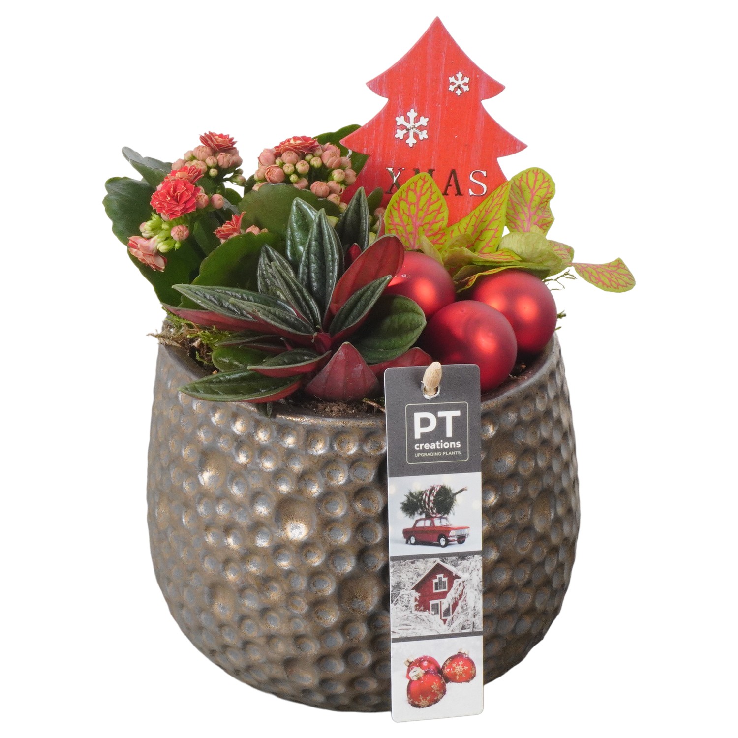 Picture of PTKB9412 Arrangement X-Mas in ceramic pot P13 21CM