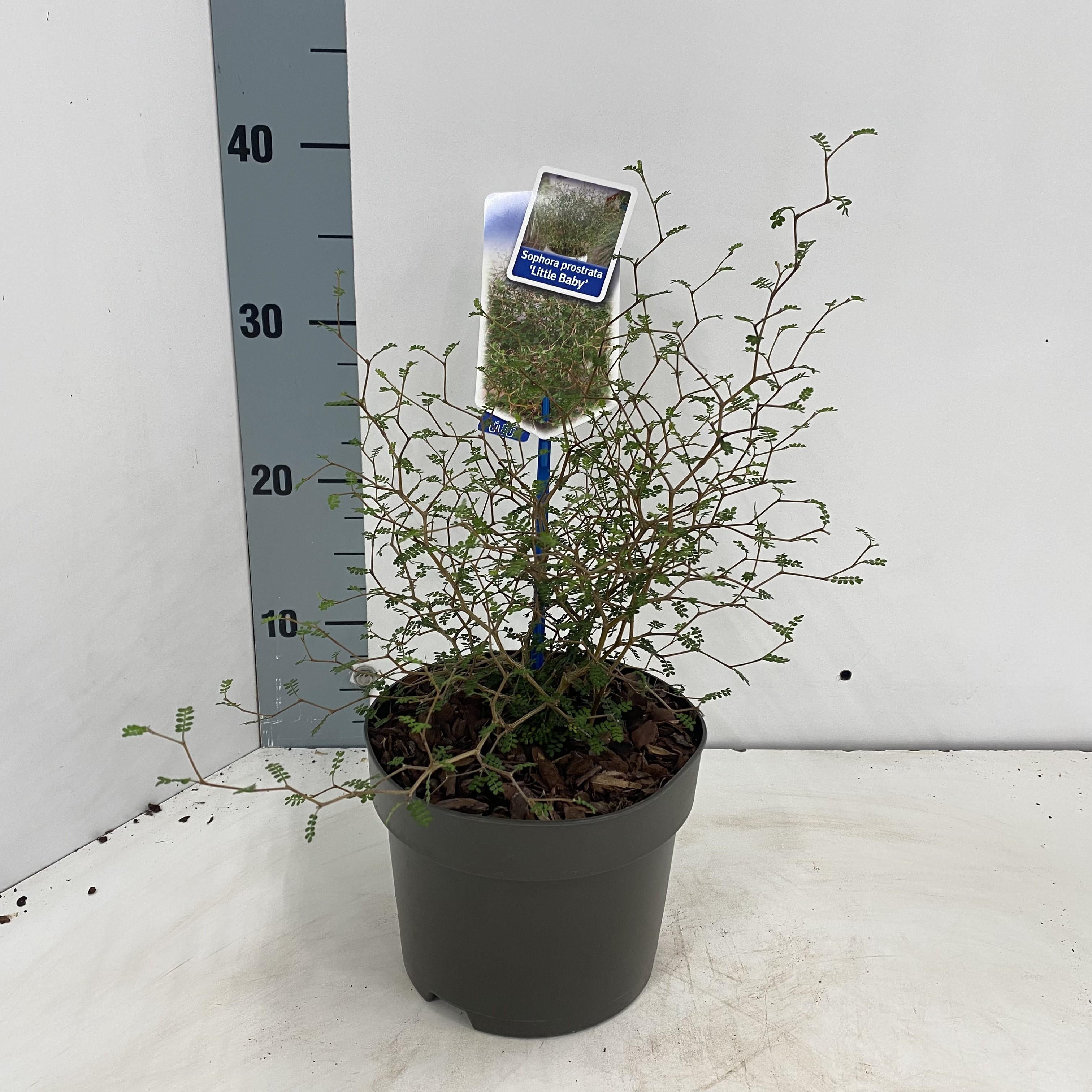 Picture of Sophora prostata Little Baby P17 (2 Ltr)