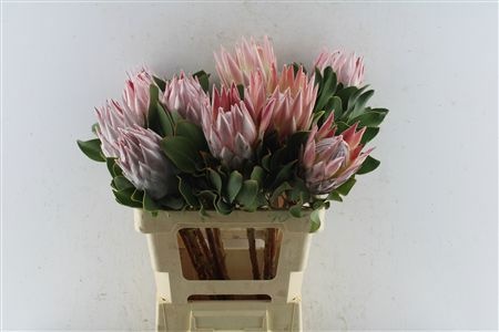 Protea Cynaroides 60cm