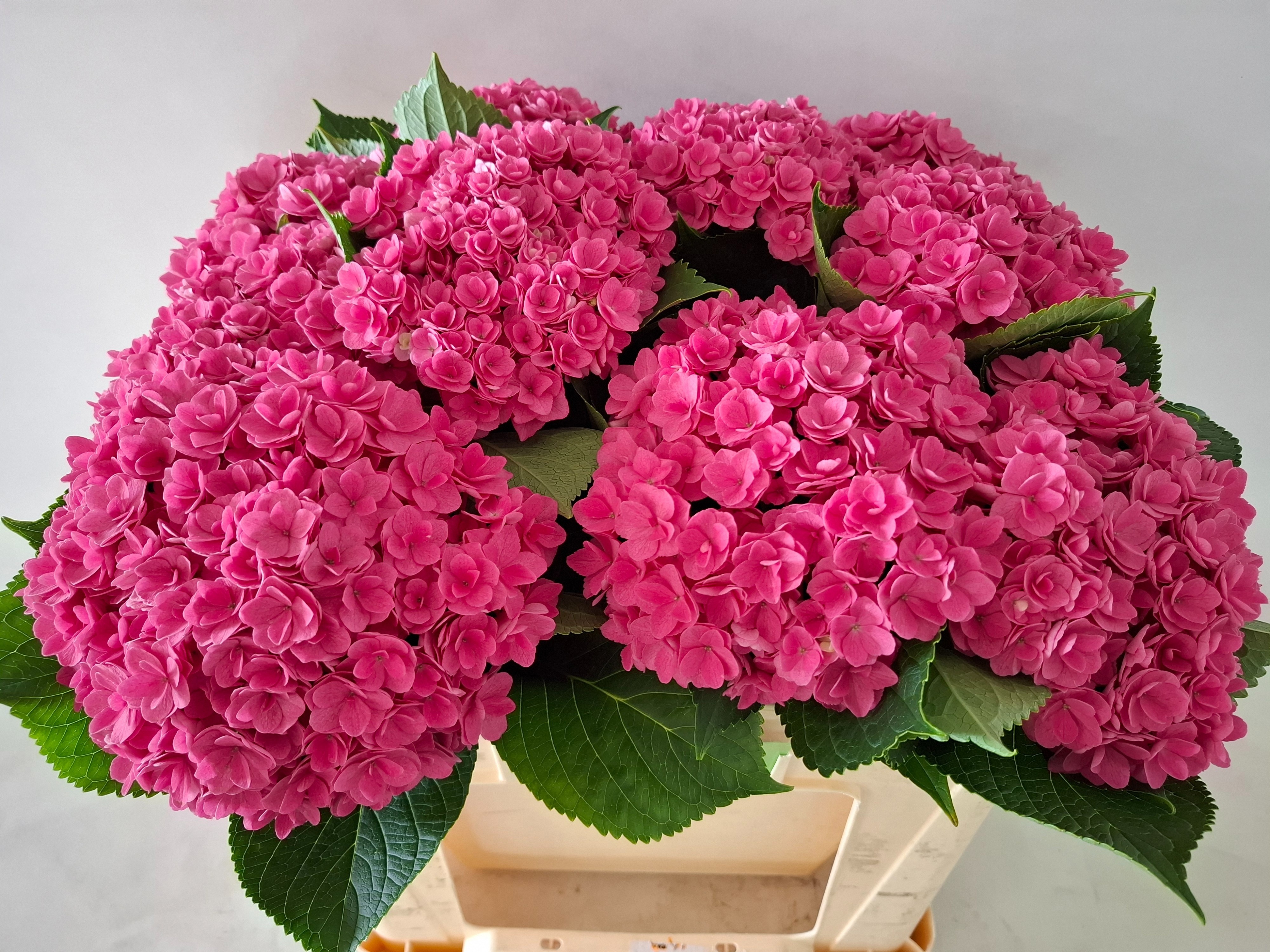 Hydrangea Royal Kiss 50cm 17Ø