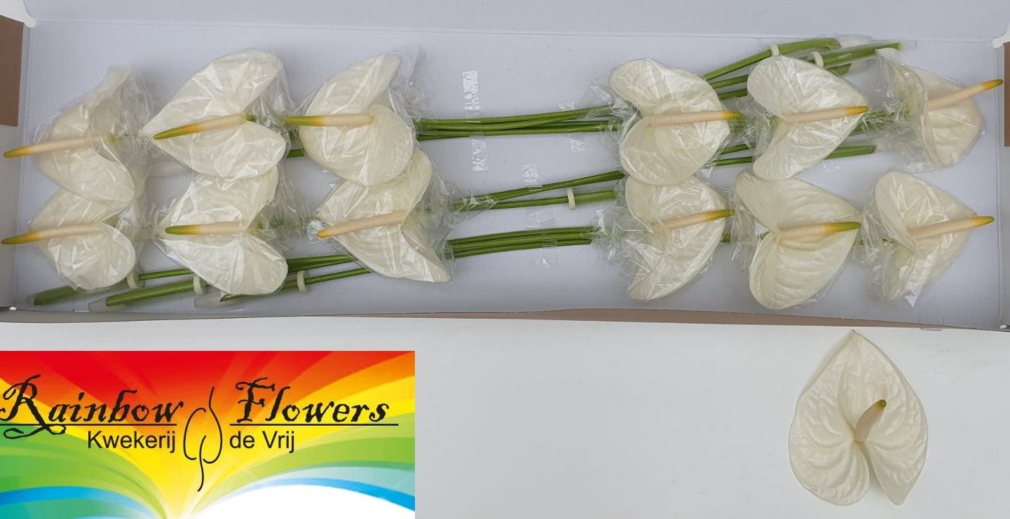 Anthurium Moments 13Ø
