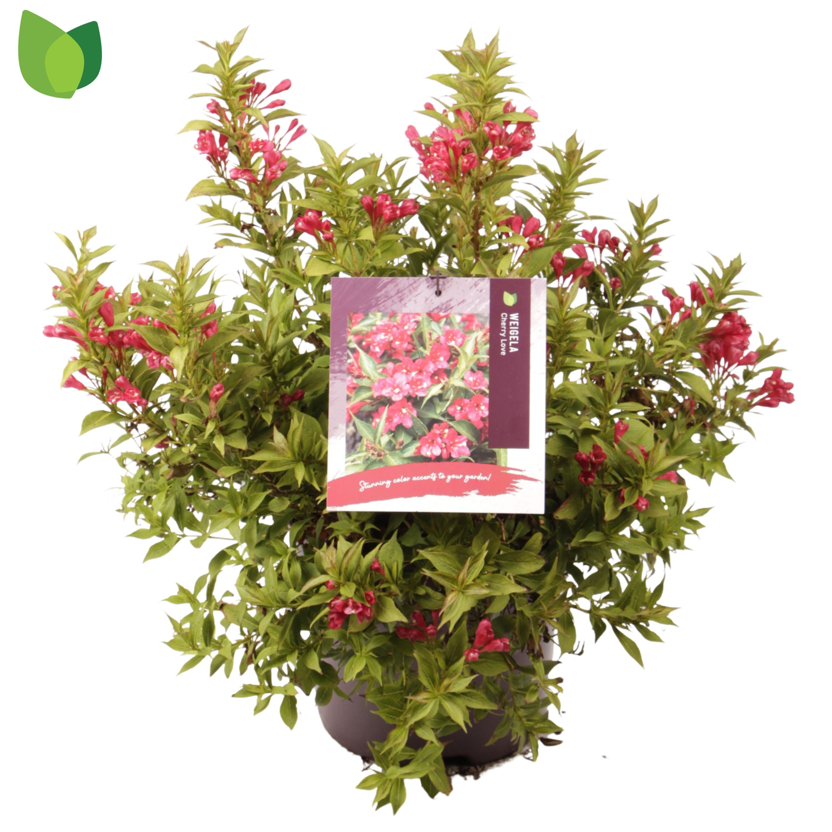 Weigela 'Cherry Love'