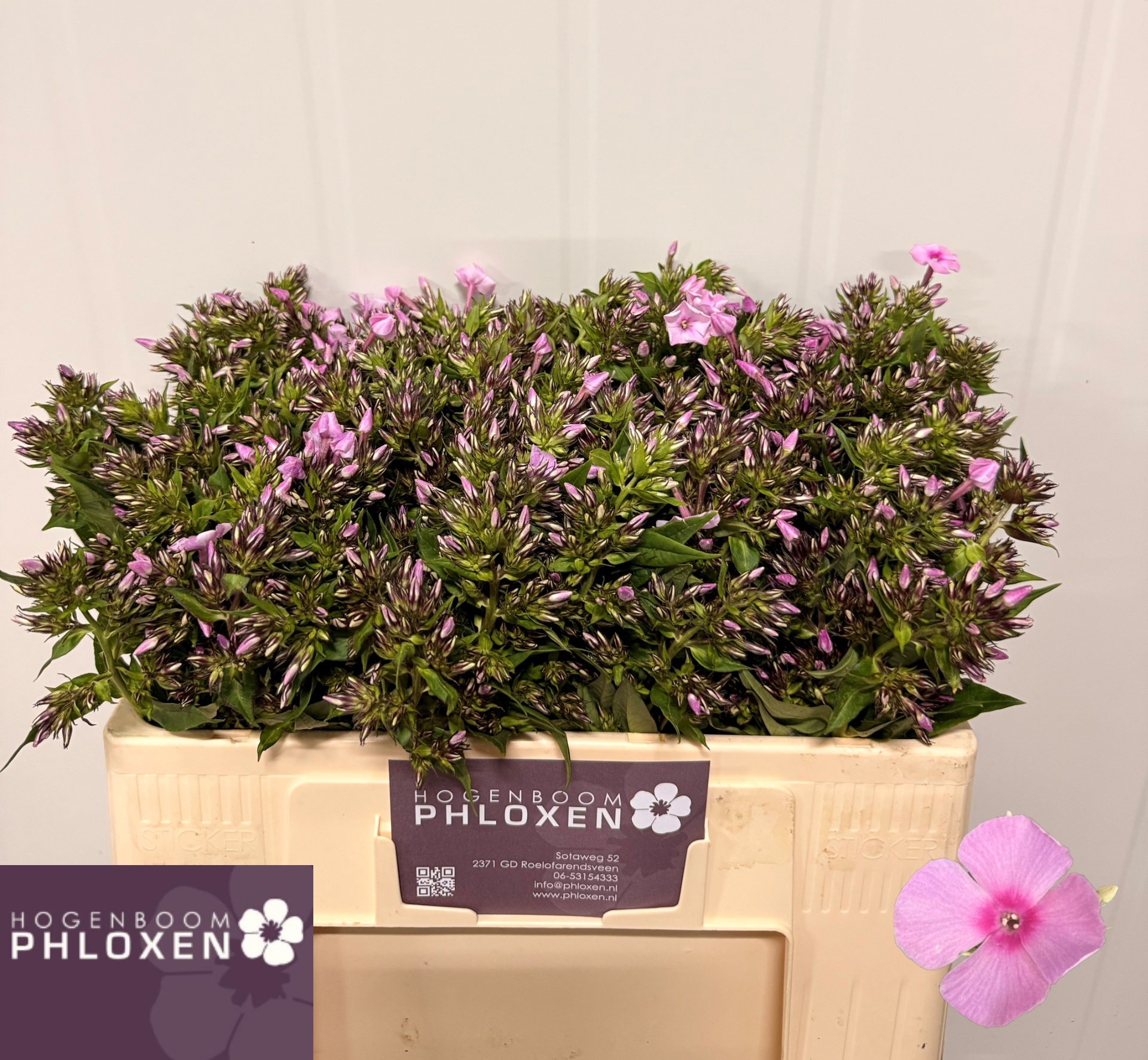 Phlox P Sweet Lexy 50cm