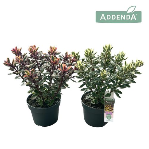 Hebe Addenda Classica mix P17 Roest