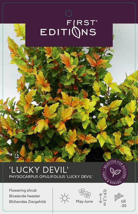 Picture of Physocarpus op. Lucky Devil / First Editions ETD2025.WK17 P19 (3 Ltr)