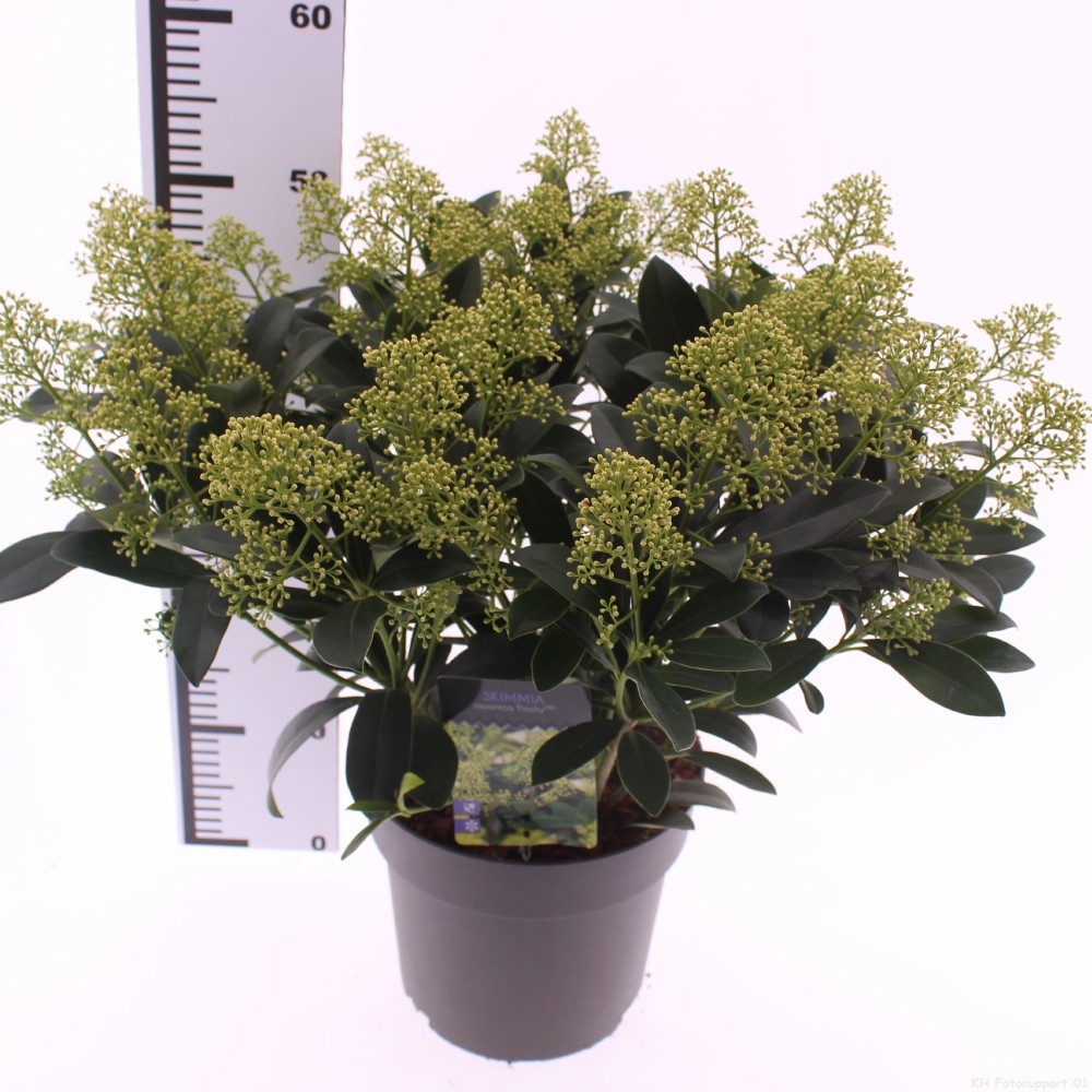 Picture of Skimmia jap. 'Finchy'