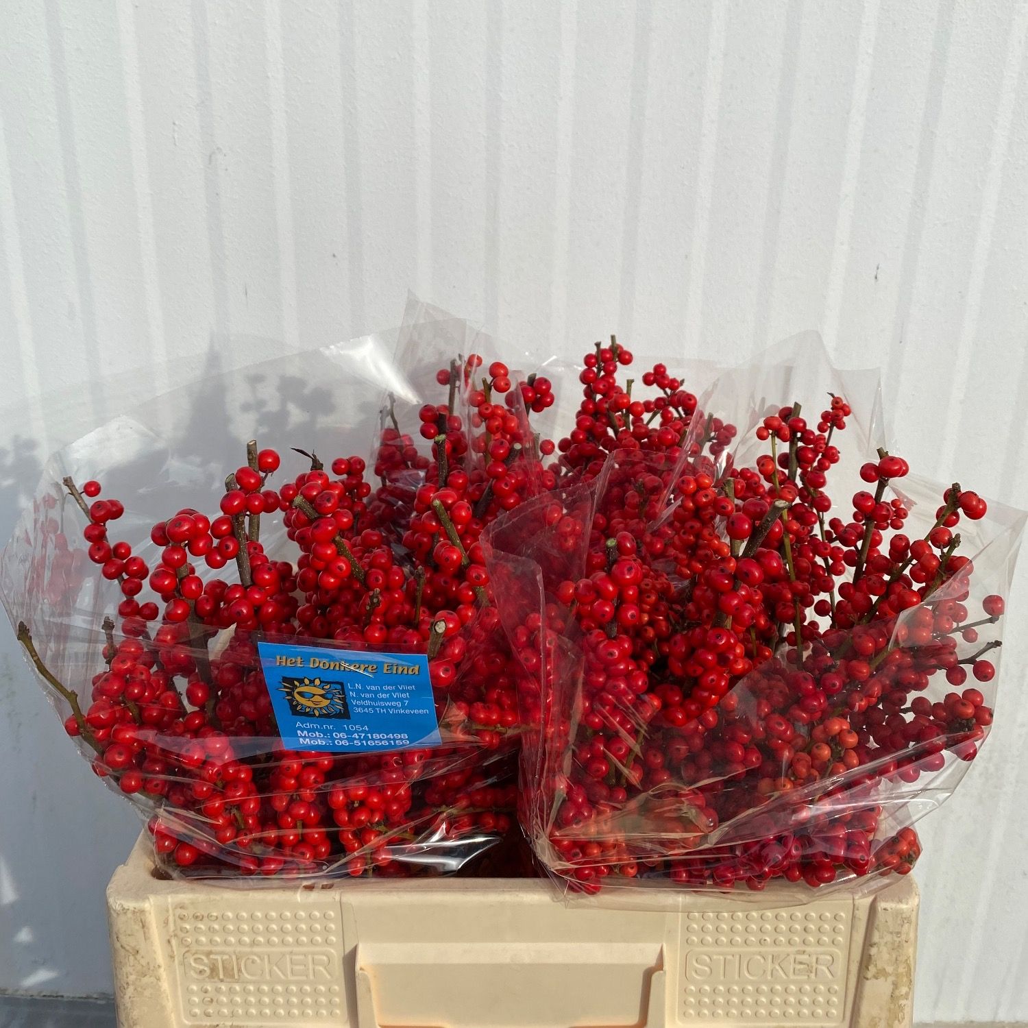 Ilex Verticlilata 50cm