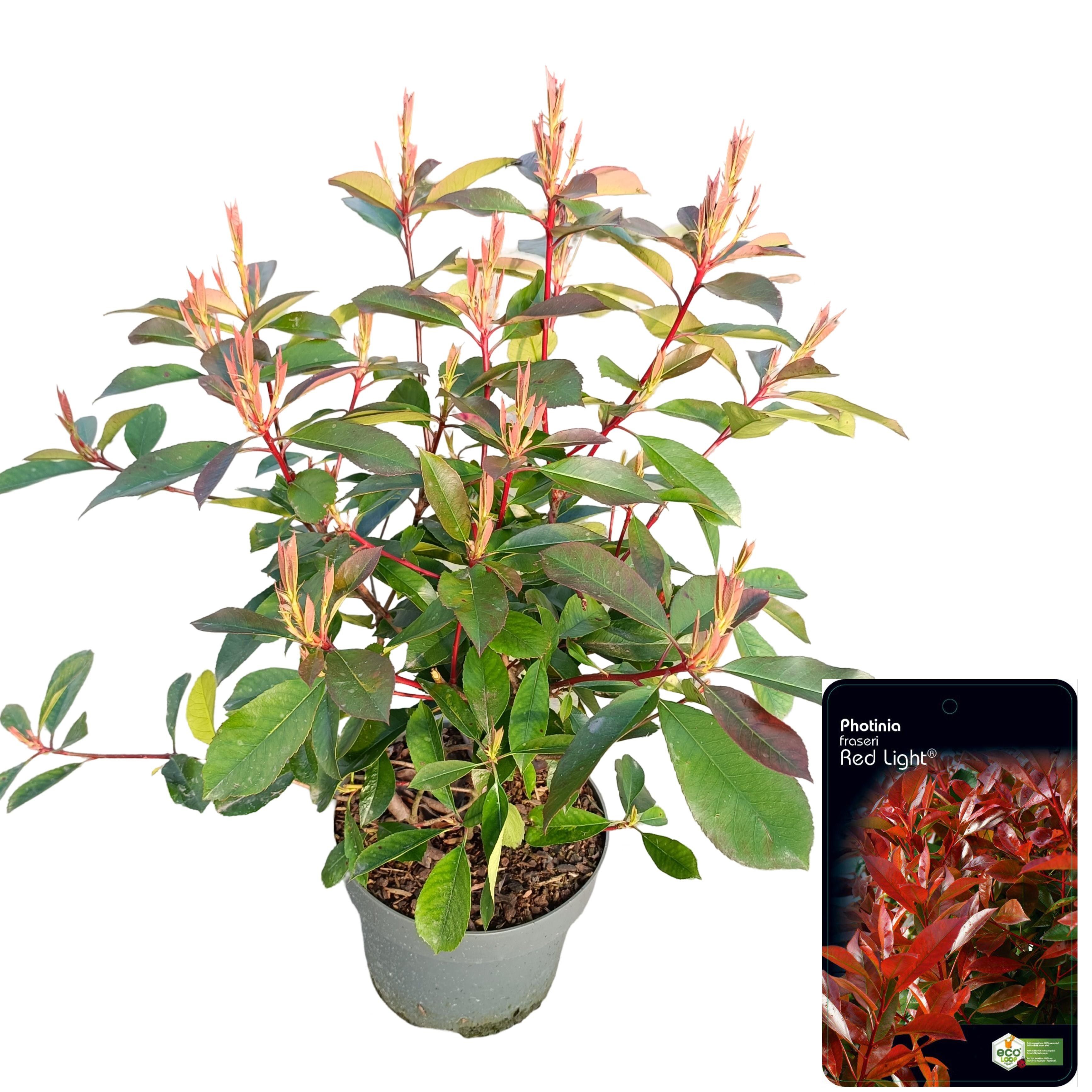 Picture of Photinia fraseri 'Red Light' C5