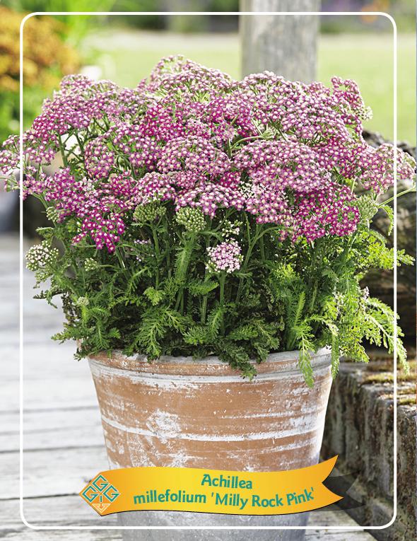 Picture of Achillea mix 6x10 srt. per shelve P11