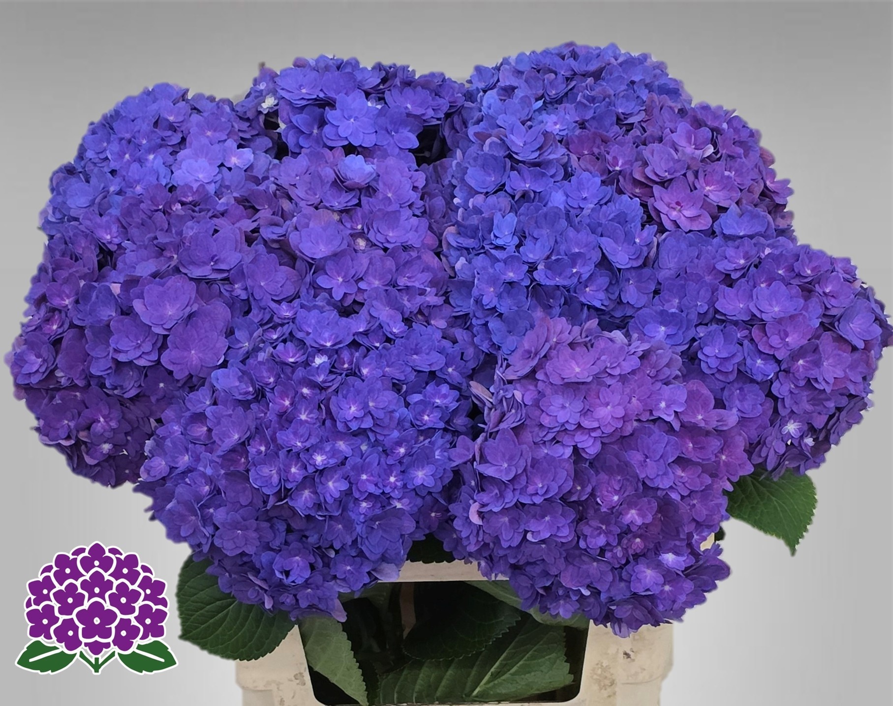 Hydrangea Royal Empire 60cm 15Ø