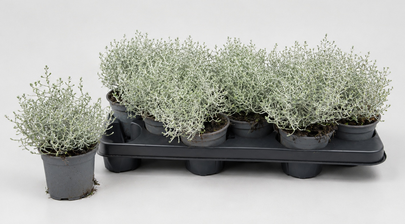 Leucoph Brownii 510P 15H