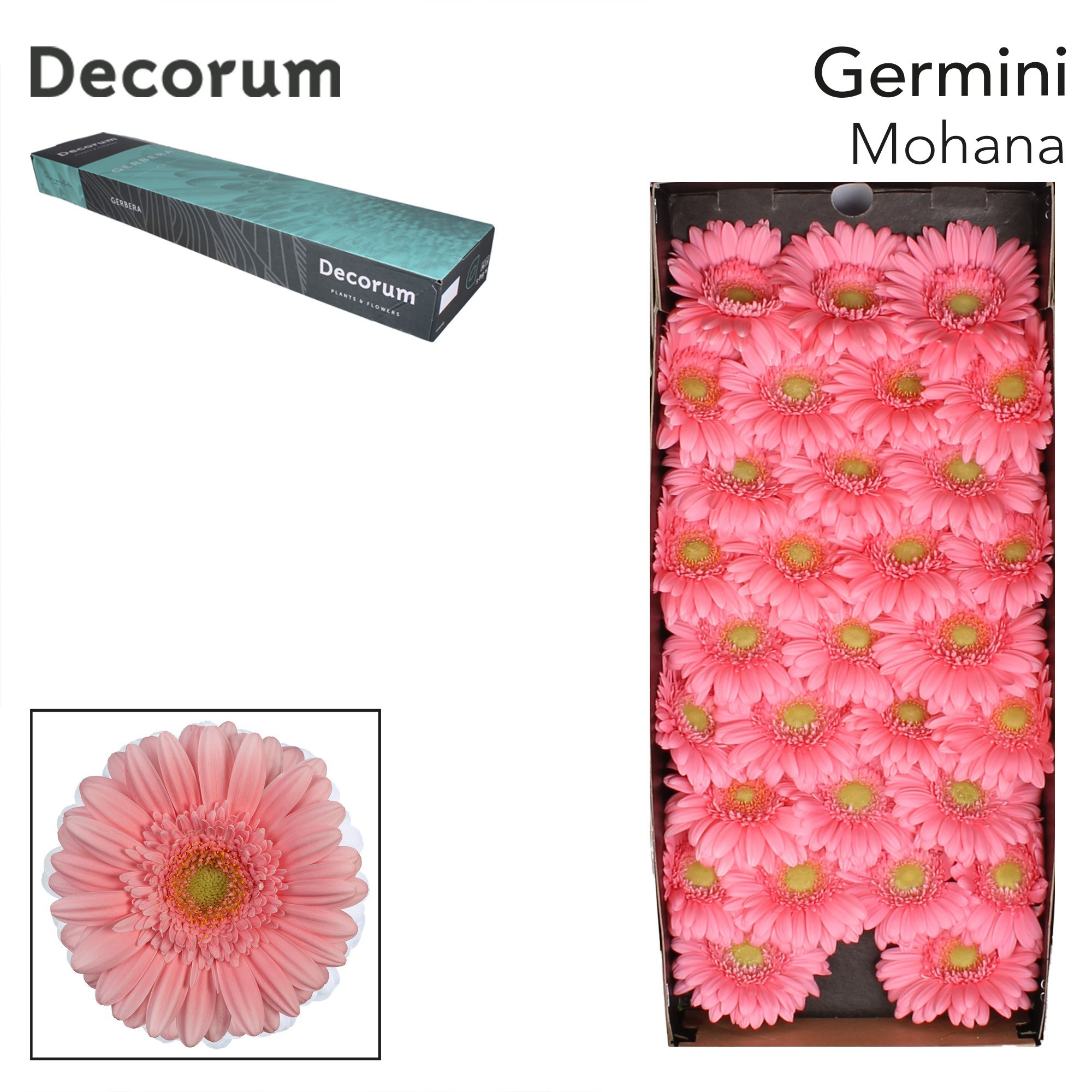 Germini Mohana Doos