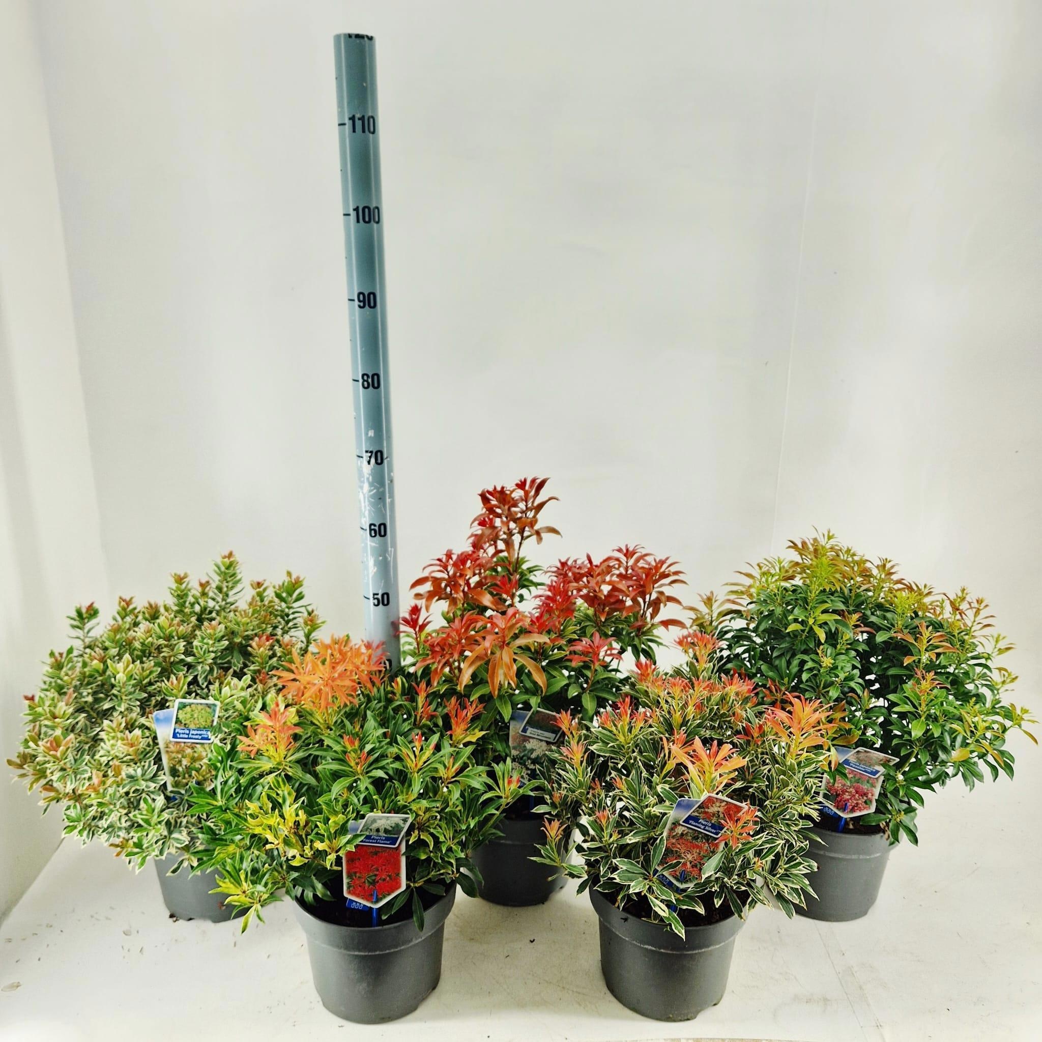 Pieris jap. mix (minimum order one layer)