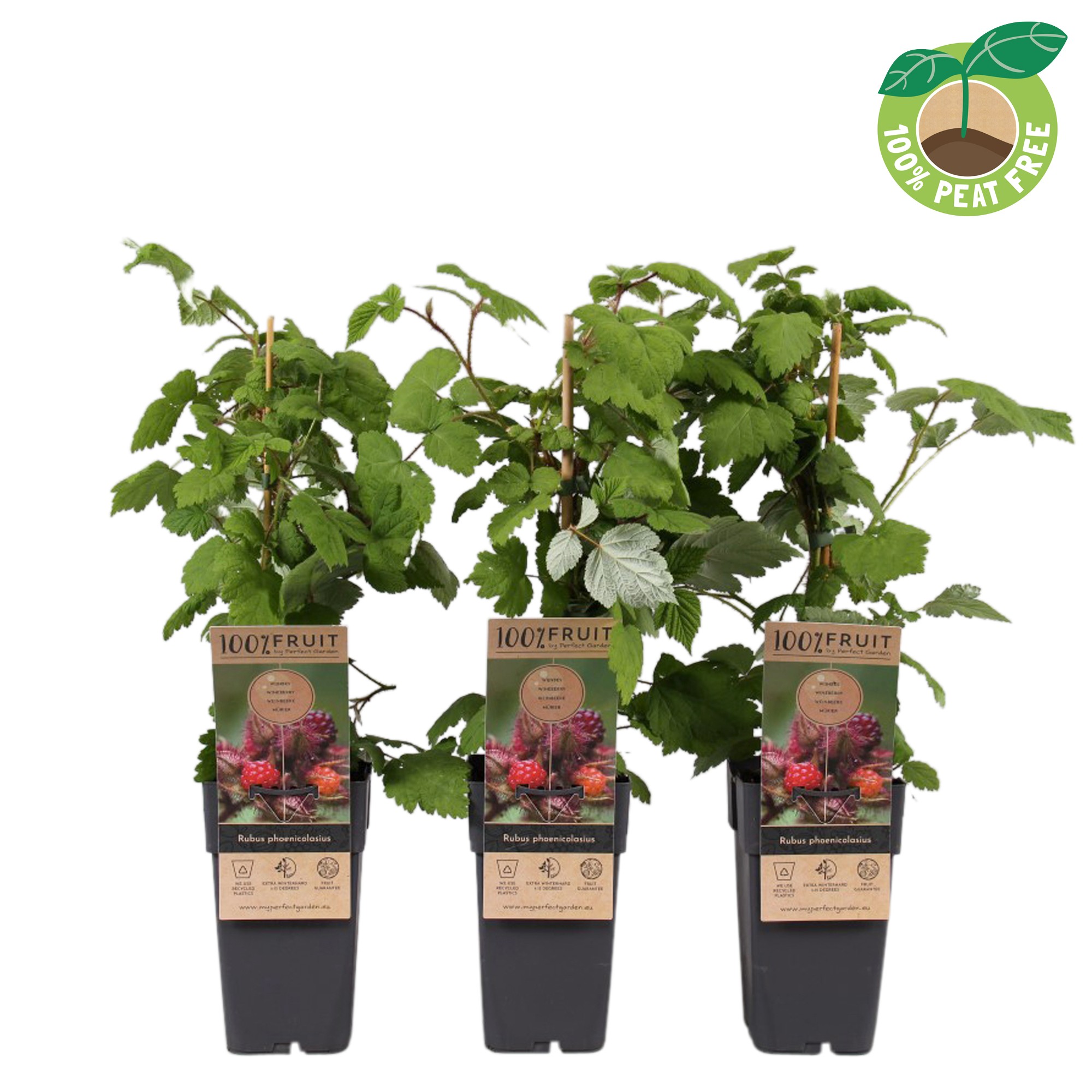 Picture of Rubus phoenicolasius P15 (2 Ltr/high)