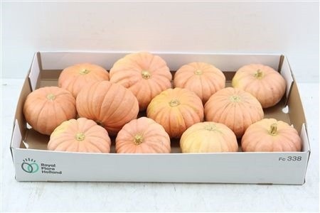 Cucurbita Pepo