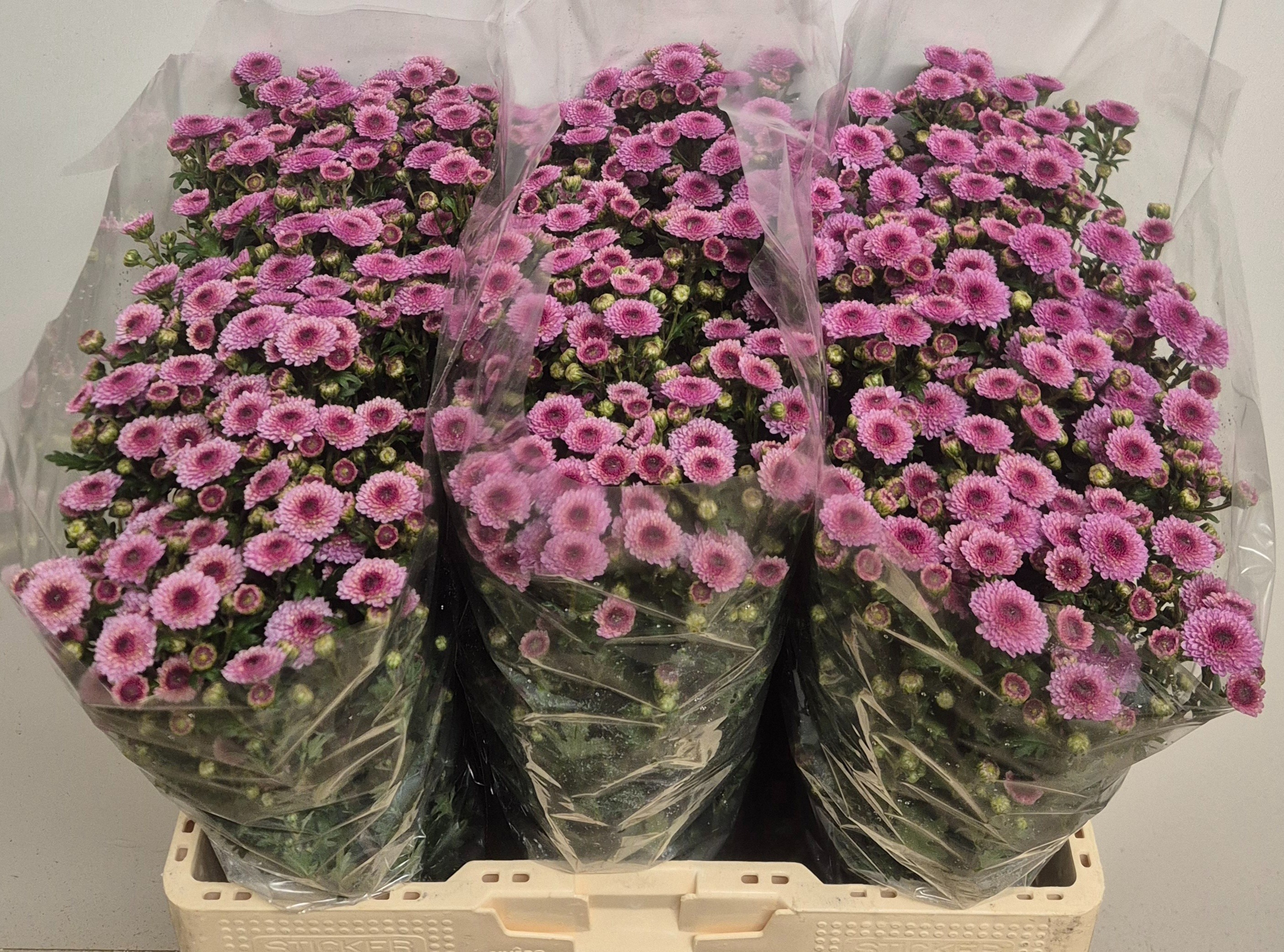 Chrysanthemum Santini Calimero Pink