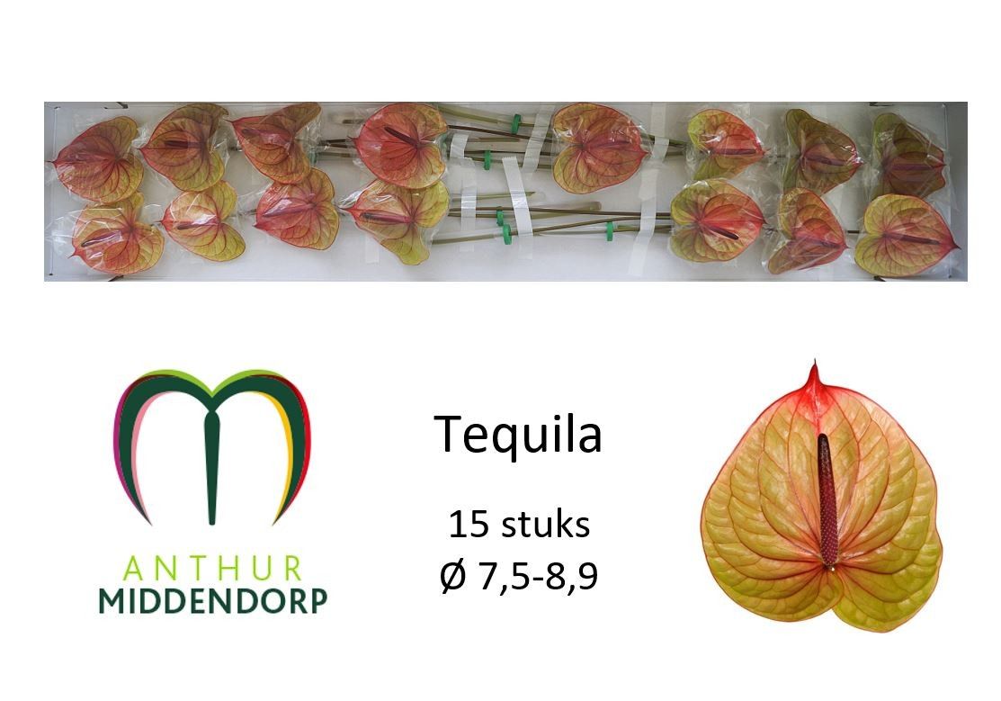 Anthurium Tequila 750Ø