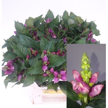 Chelone Pink 55cm