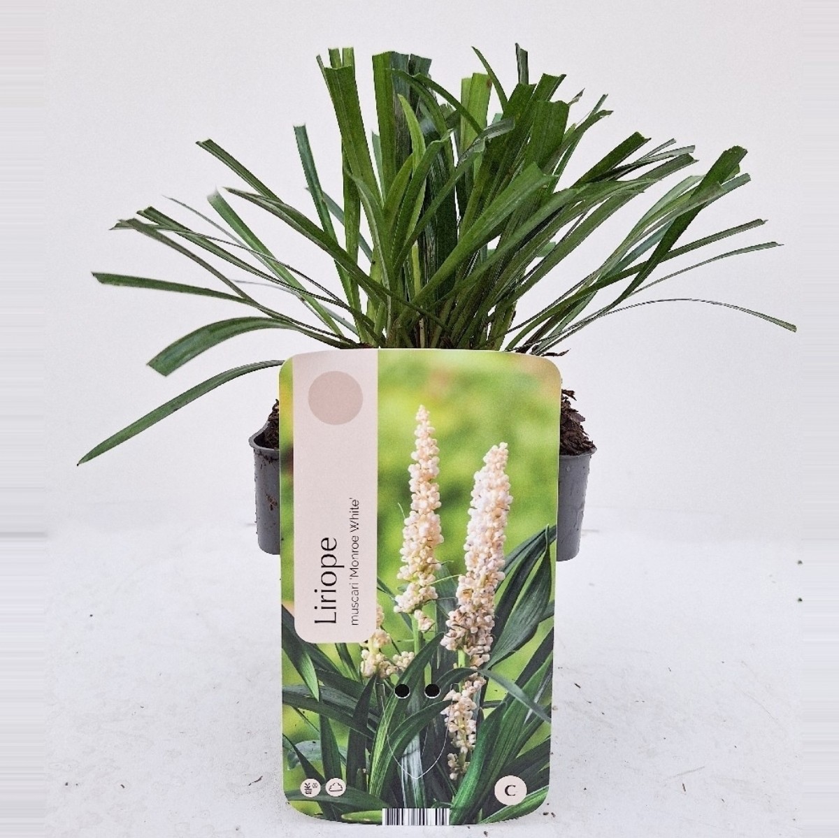 Liriope muscari 'Monroe White'