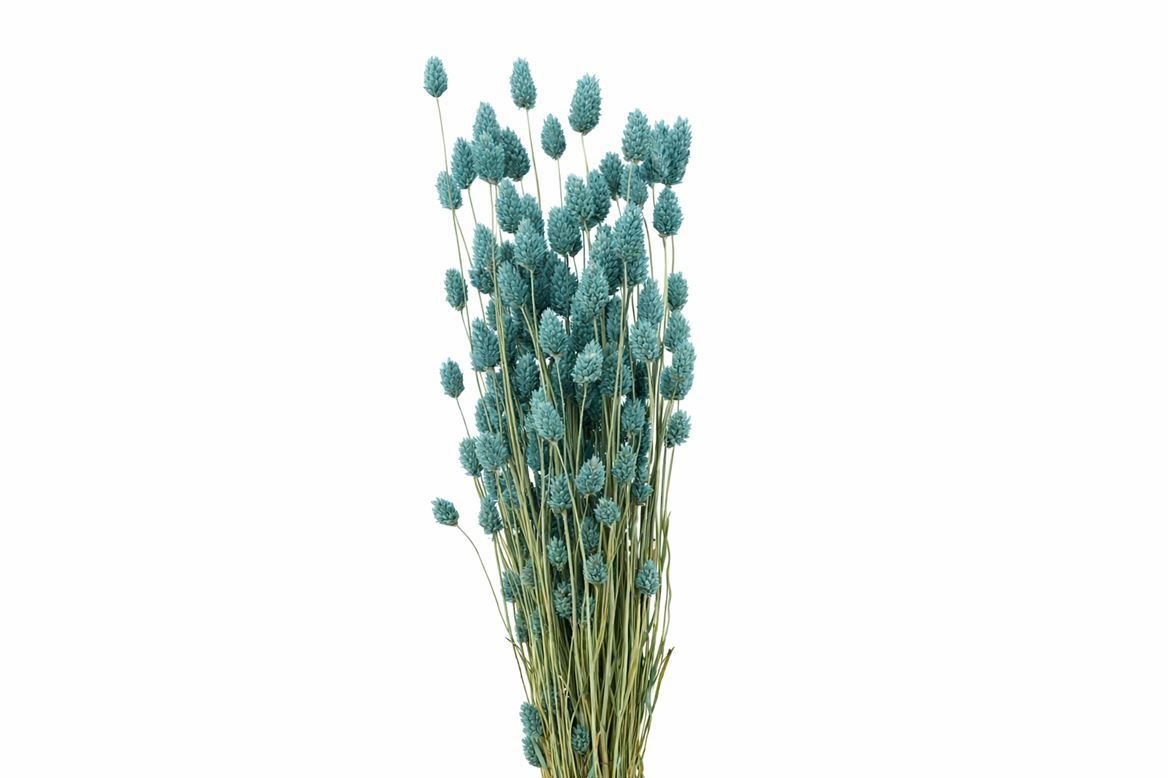 Dried/preserved Flowers Misc 70cm 150gram