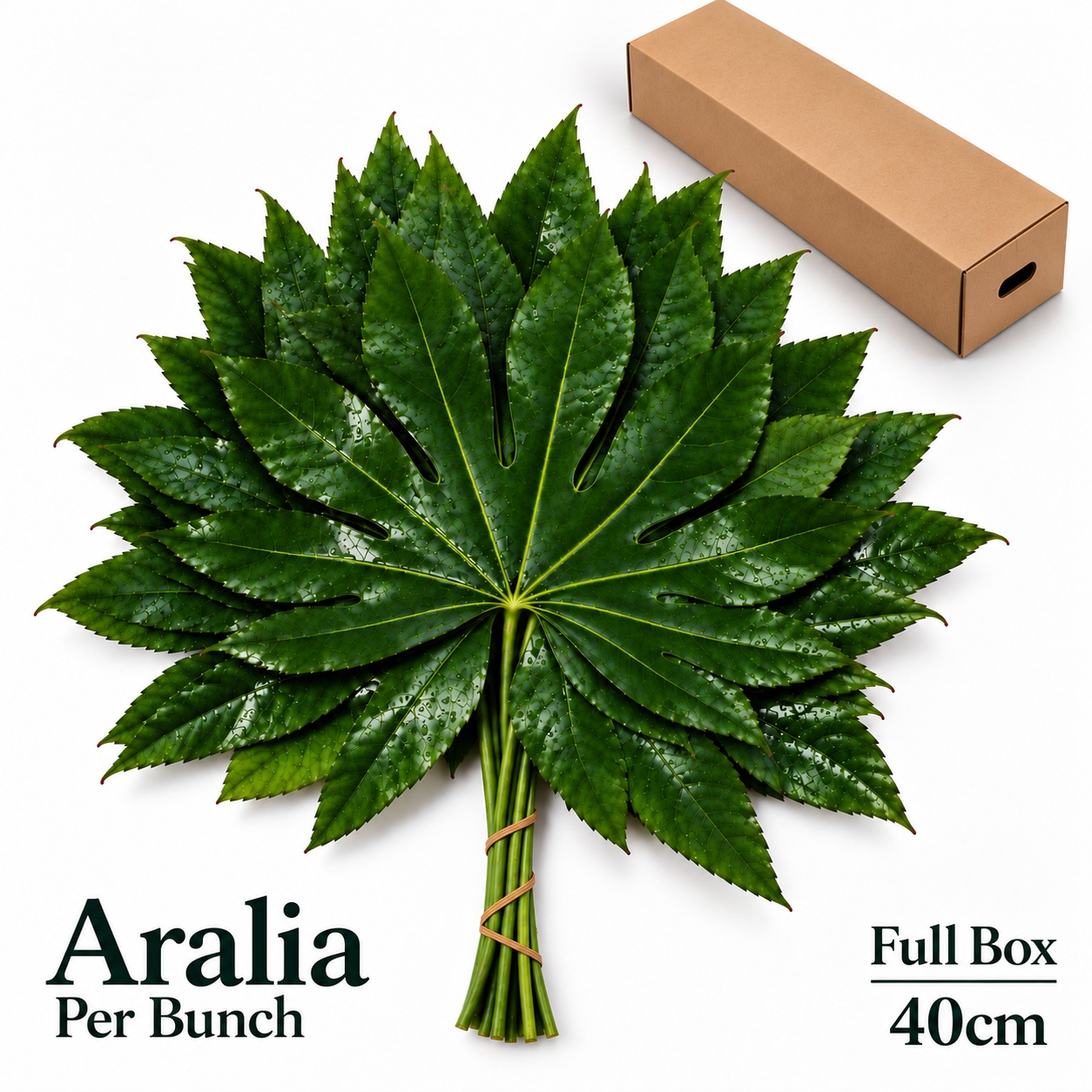 Fatsia Japonica Bs 40L.cm