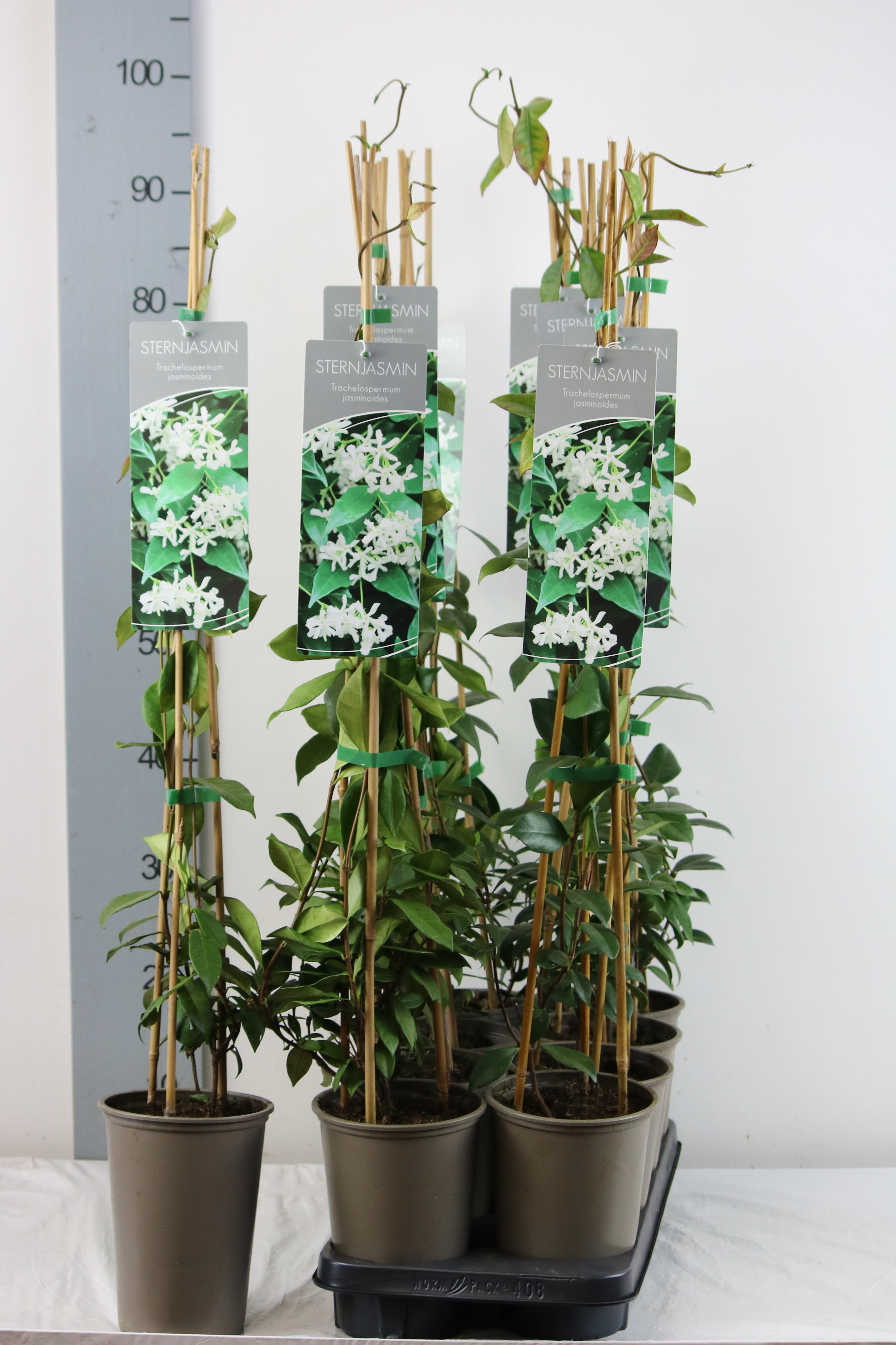Trachelospermum jasminoides