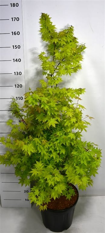 Picture of Acer pal. 'Summer Gold'