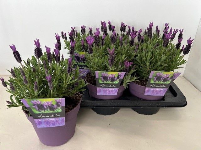 Picture of Lavandula st. Great Adventure