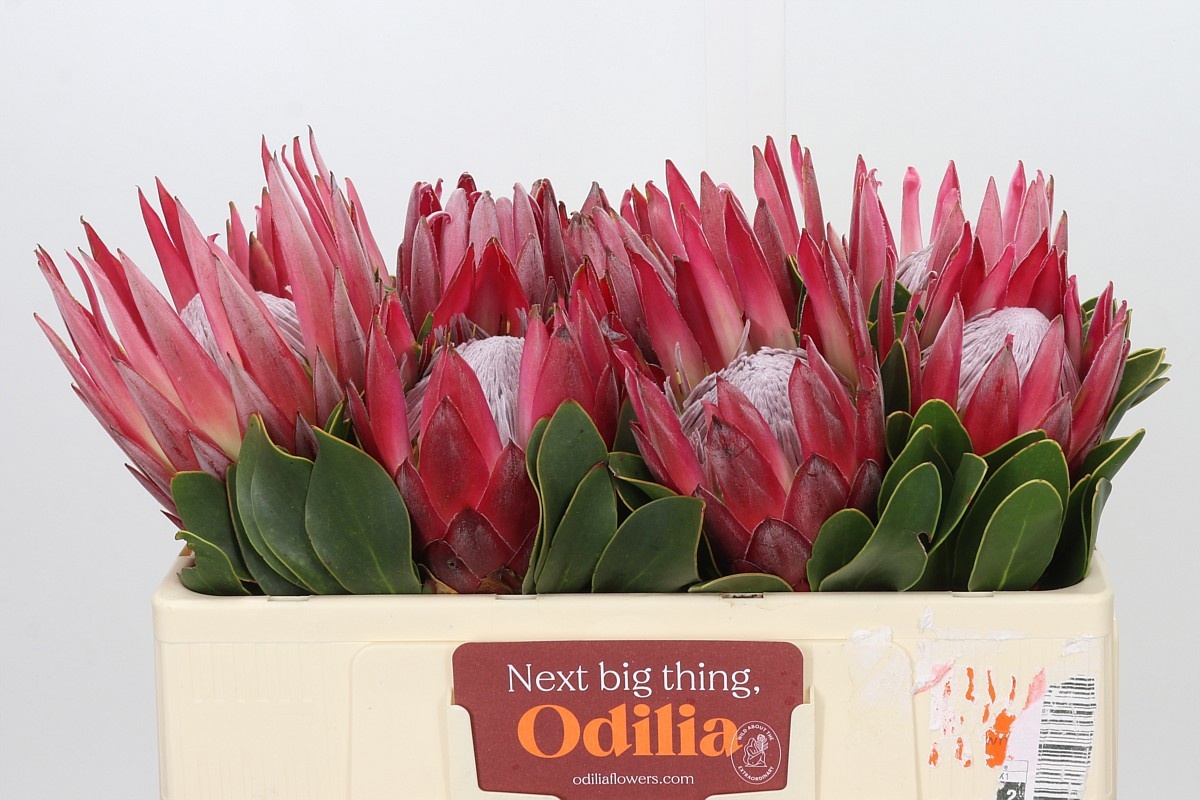 Protea Madiba 50cm