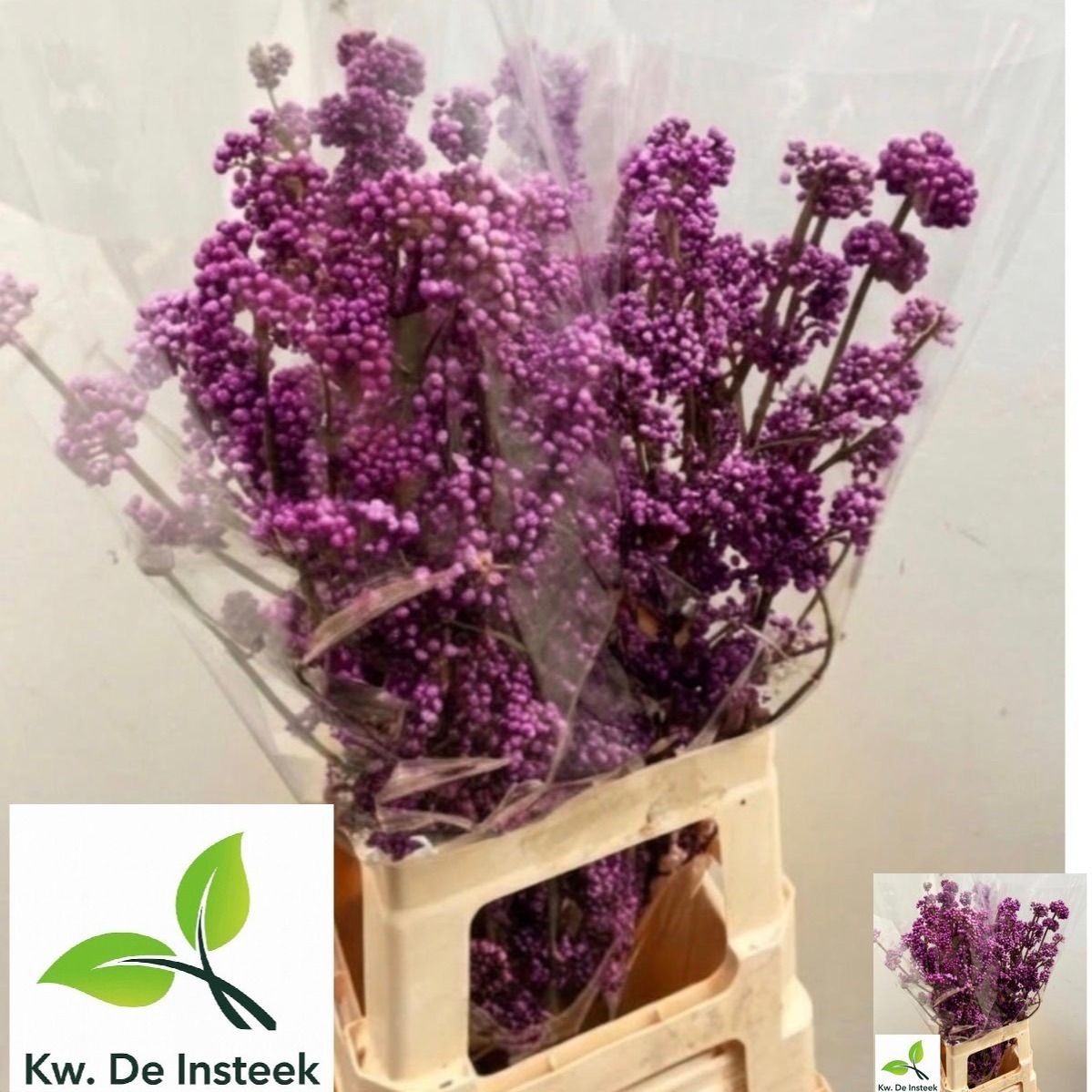 Callicarpa Bod Giraldi(imp) 70cm