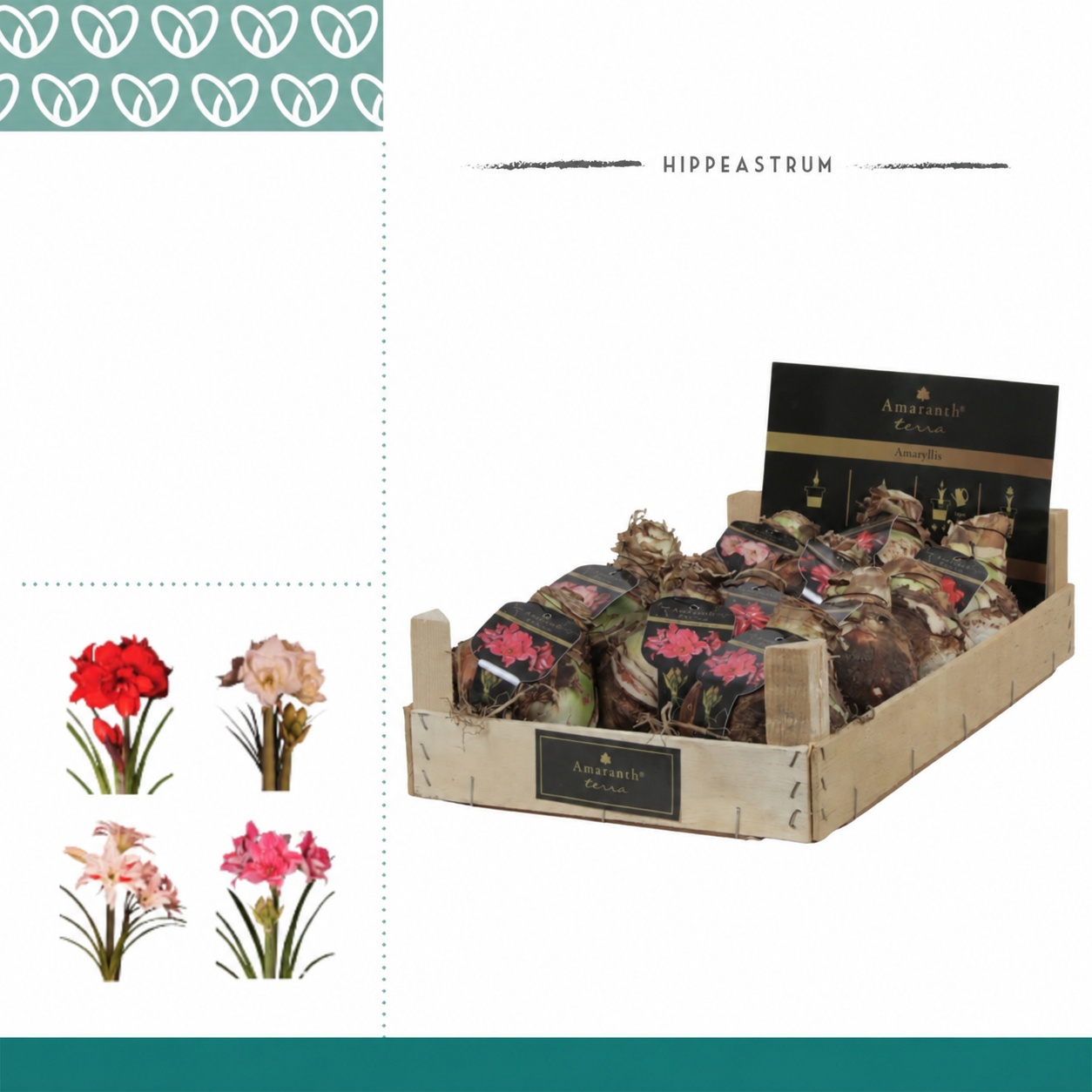 Amaryllis Amaranth XL Dubbelbloemig in Wooden Crate