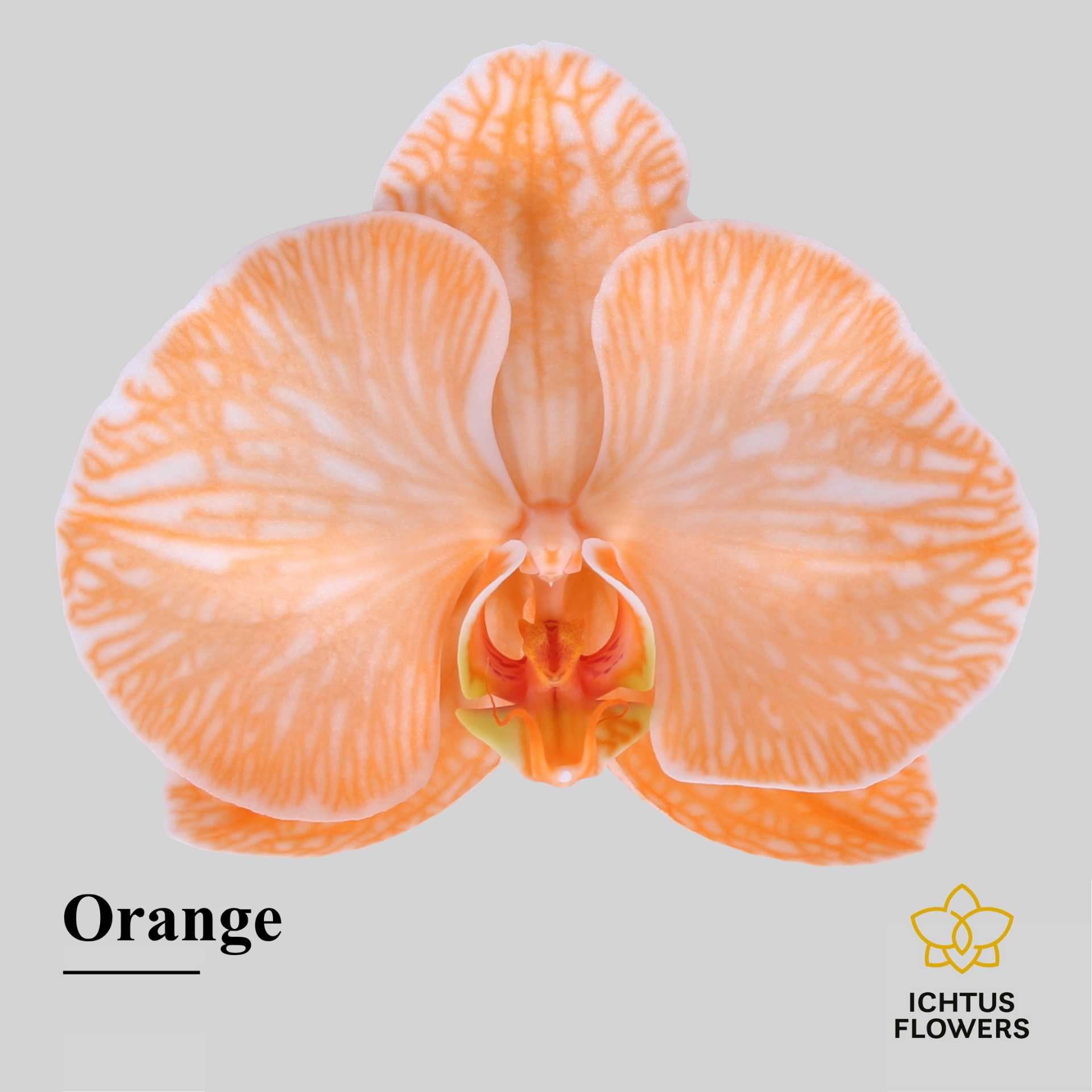 Phal Painted Excl. Orange Bloem 25 Bloemen