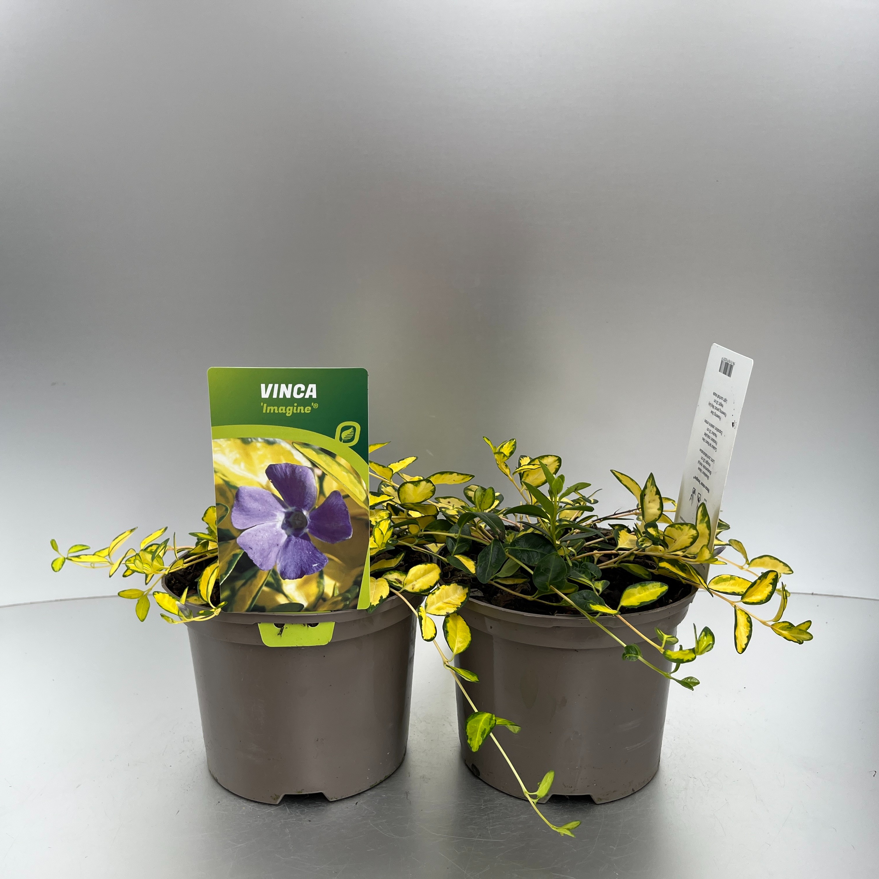 Picture of Vinca minor Imagine P17 (2 Ltr)