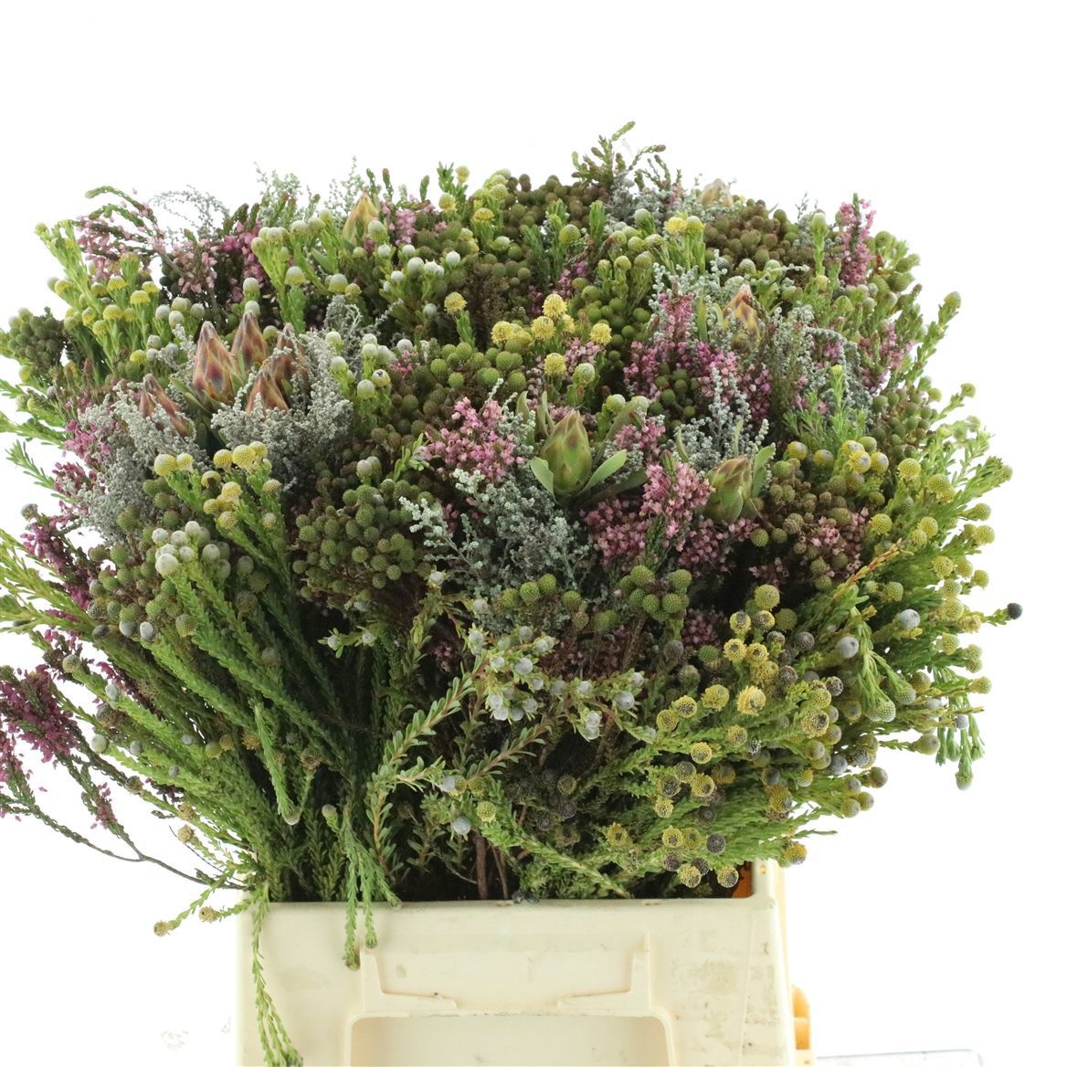Protea Bouquet Per Bunch 50cm
