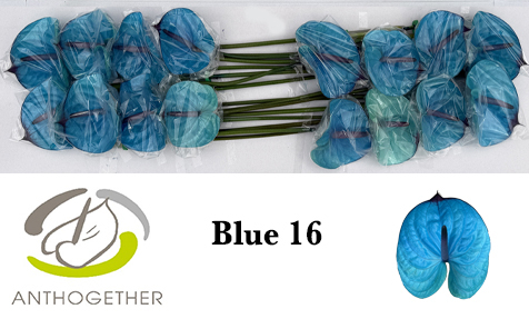 Anth A Klb 'blue' H% 16