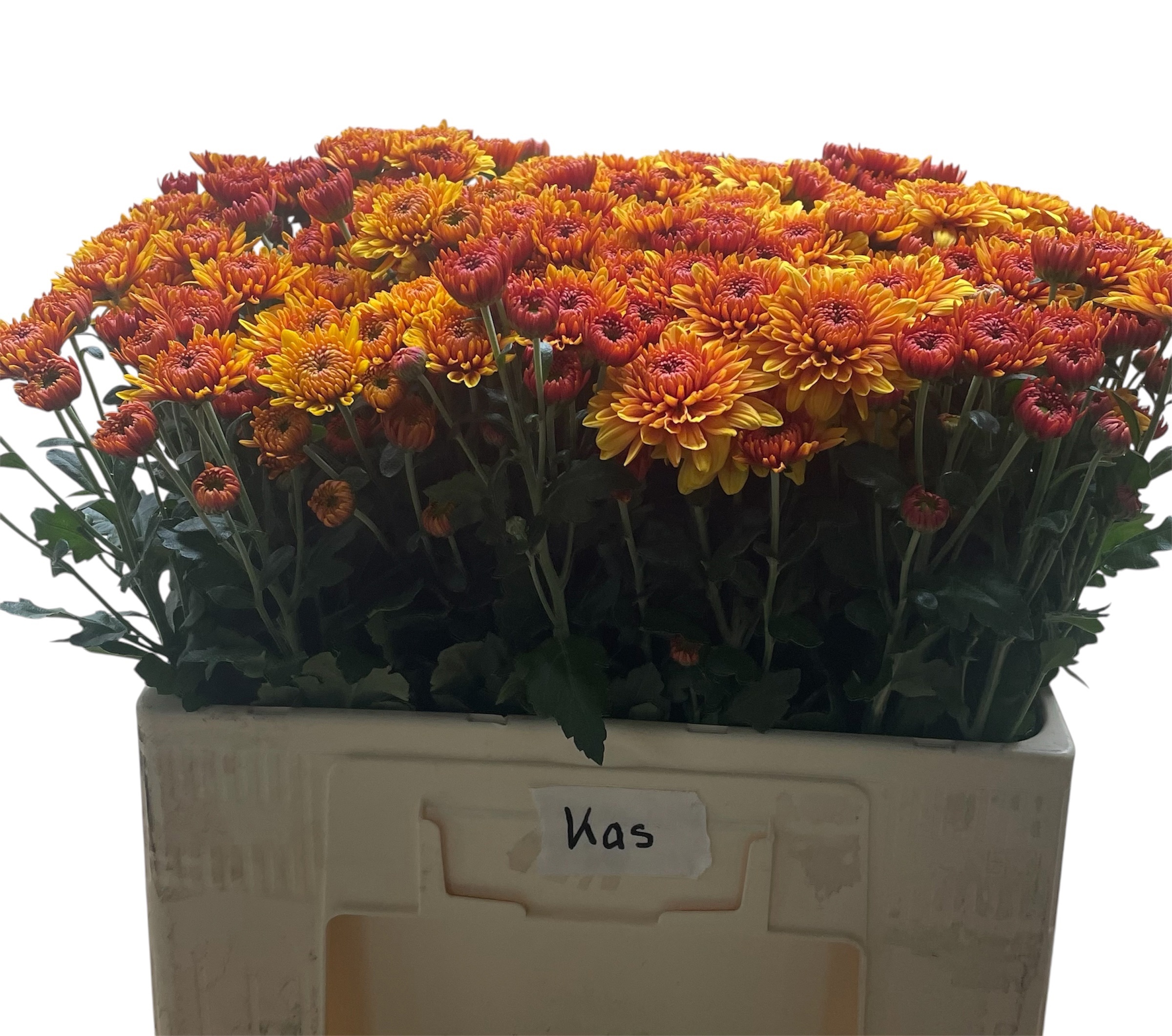 Chrys Spray Blenda 50cm 45gram