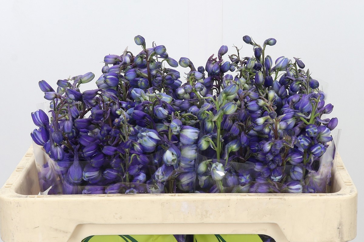 Delphinium Black Knigh 50cm