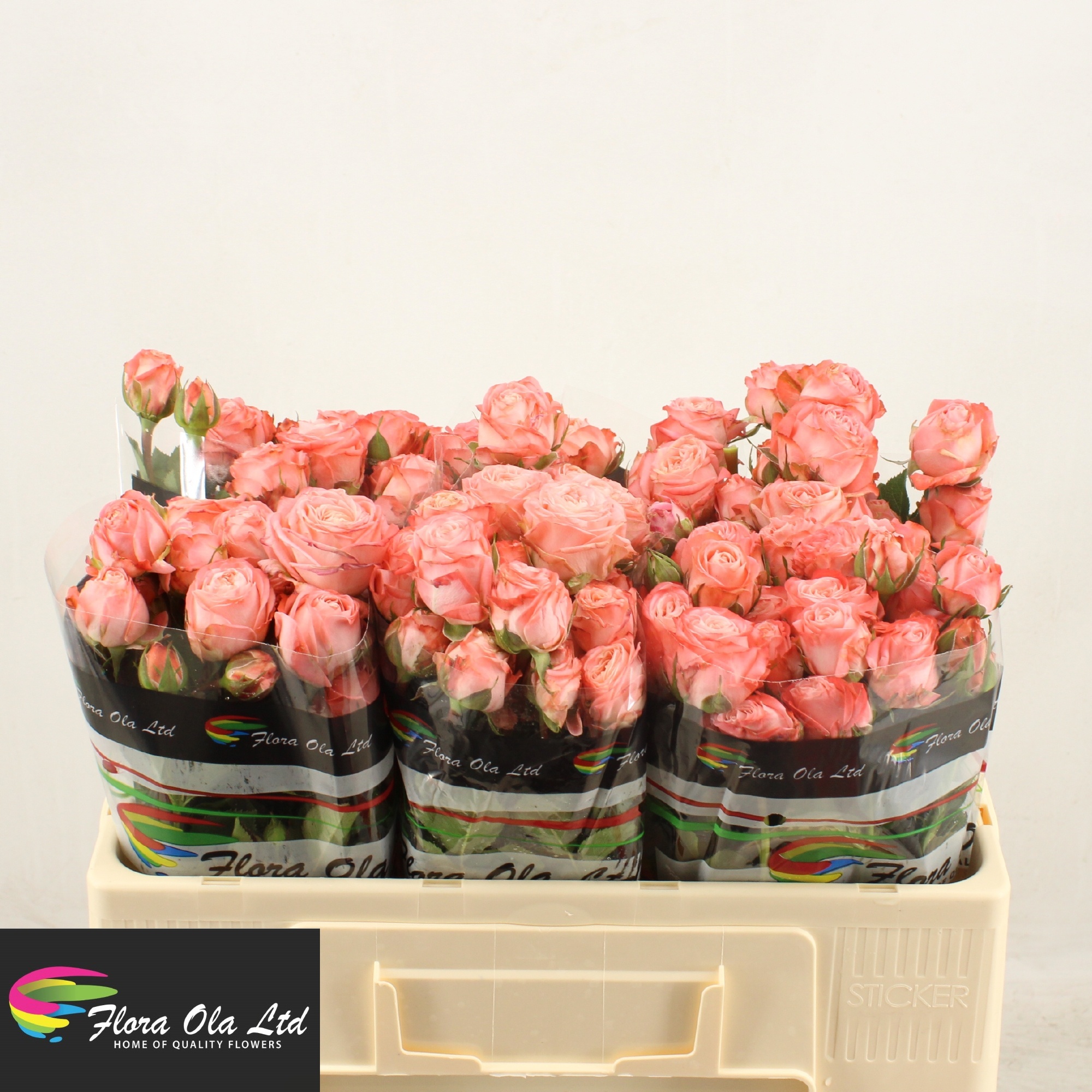 Rosa Spr Amazing Magic 50cm