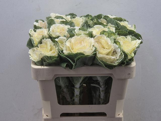 Brassica White Crane 50cm