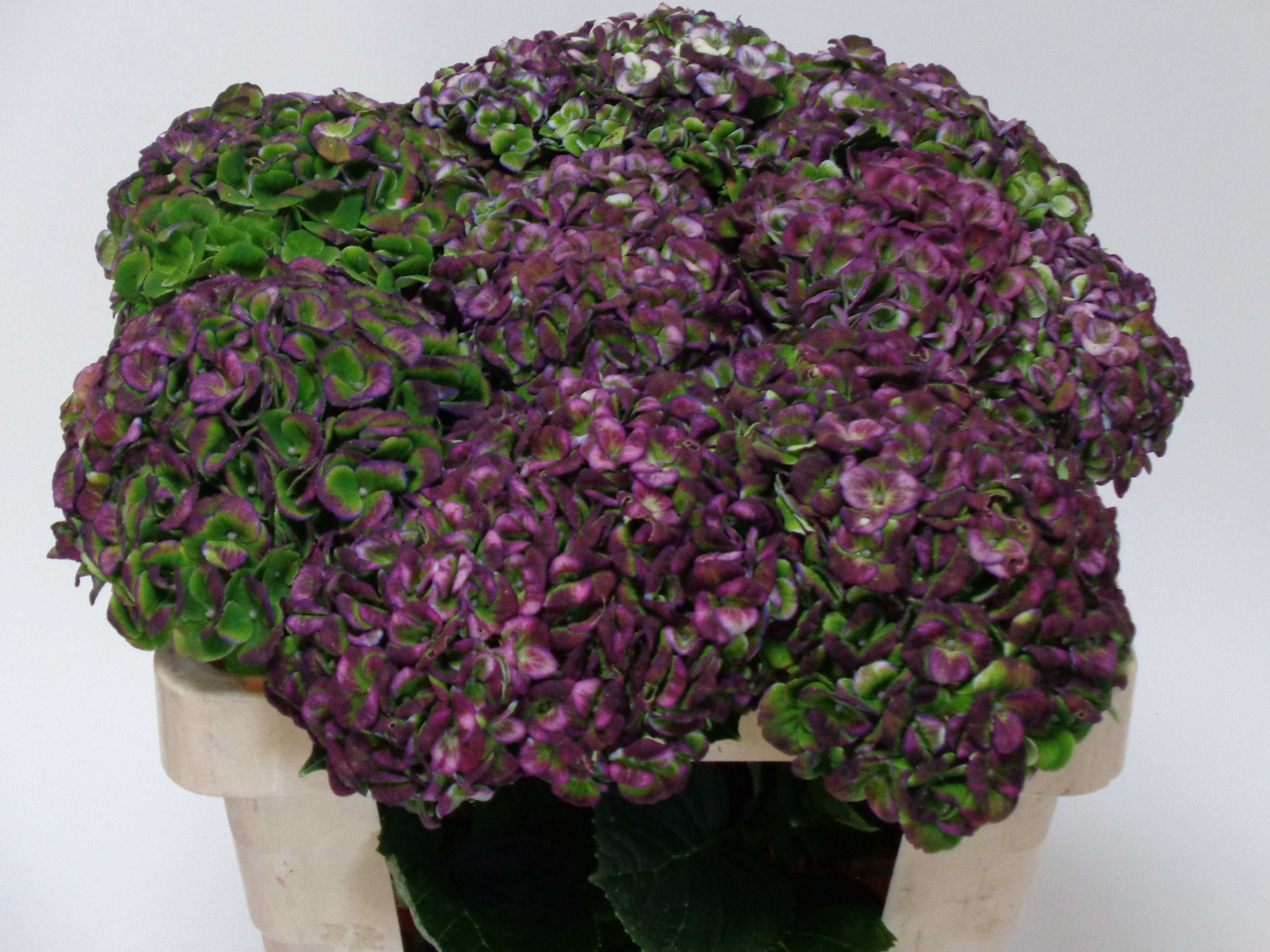 Hydrangea Revolution Classic Purple 60cm 12Ø