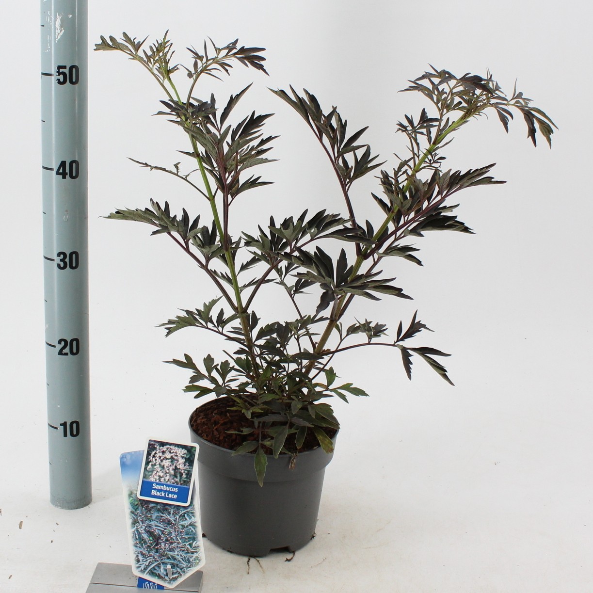 Picture of Sambucus nigra Black Lace ('Eva'PBR) P17 (2 Ltr)