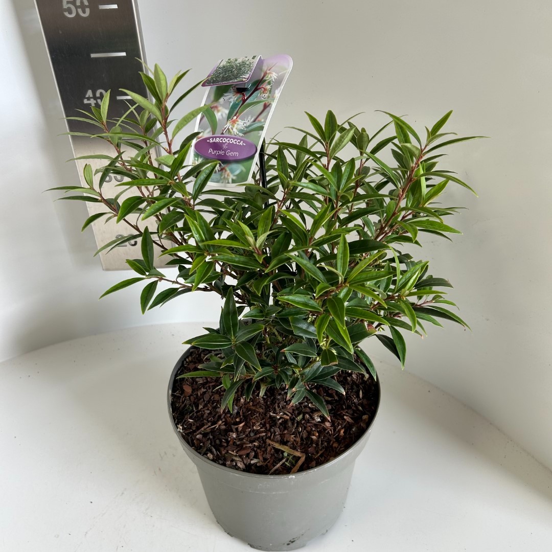 Picture of Sarcococca hookeriana Purple Gem P23 (5 Ltr) (LOOSE)