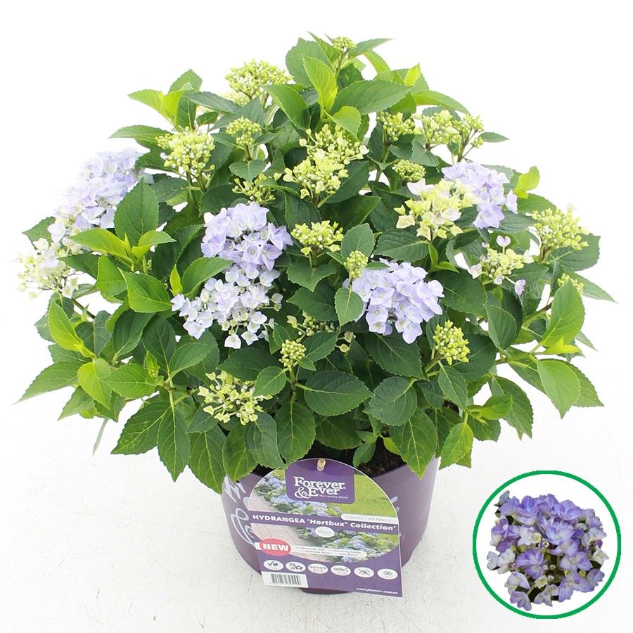 Encore R Hydrangea Craigmarloch nurseries. New Arrivals