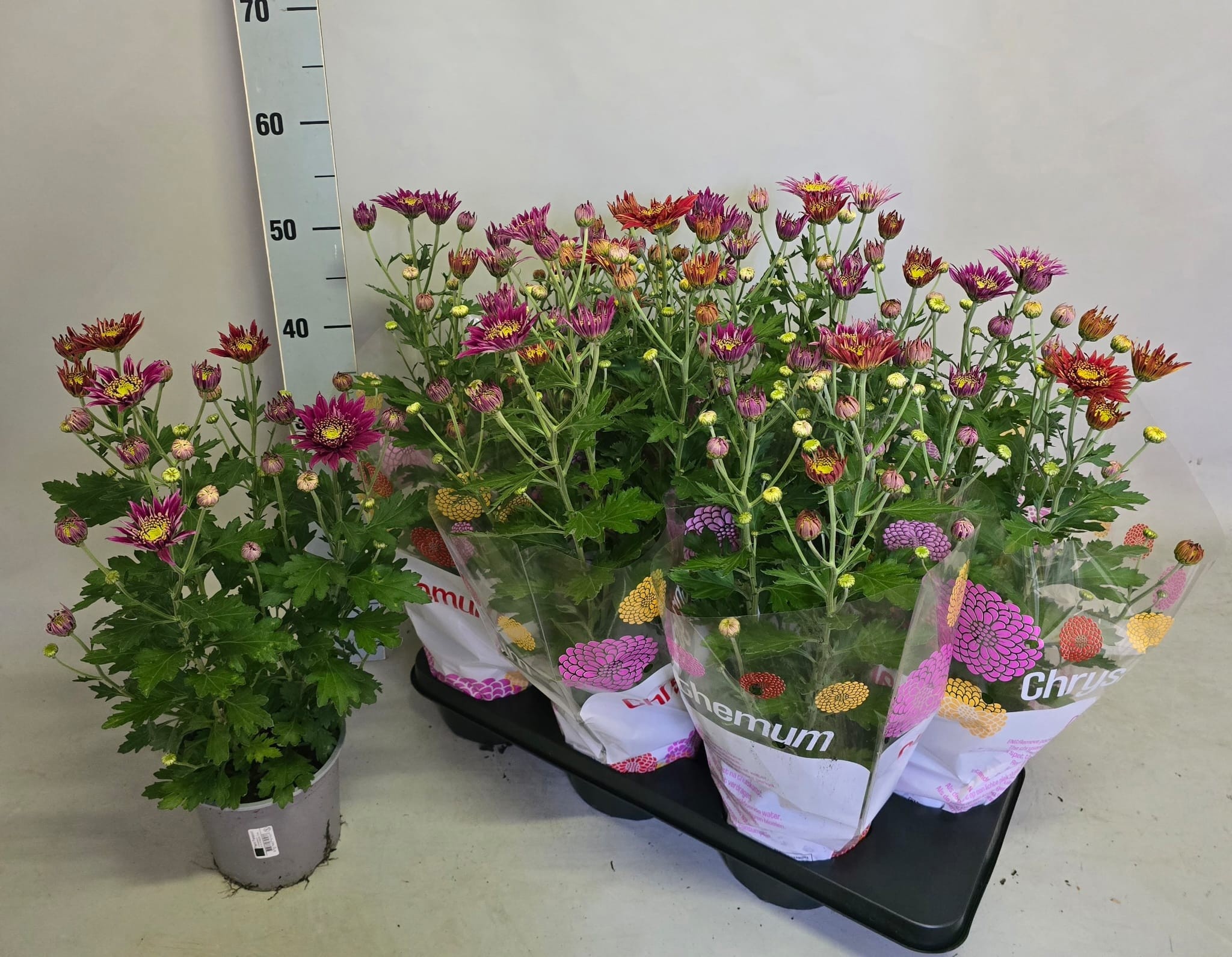 Chry Mixk 15P 50H 12bloei